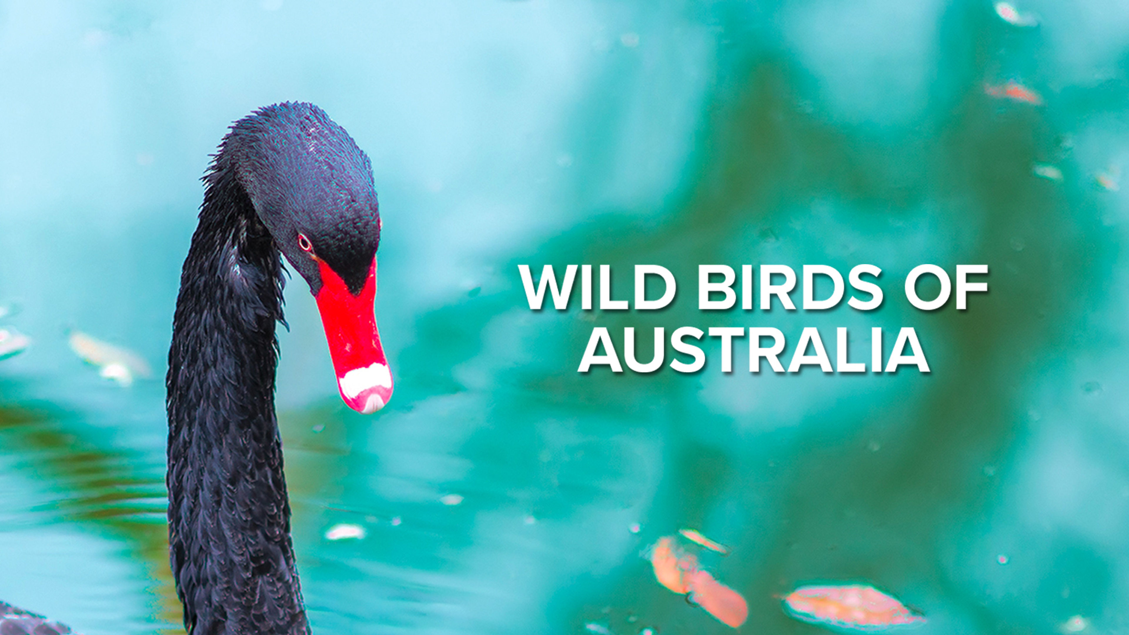 Wild Birds of Australia S1