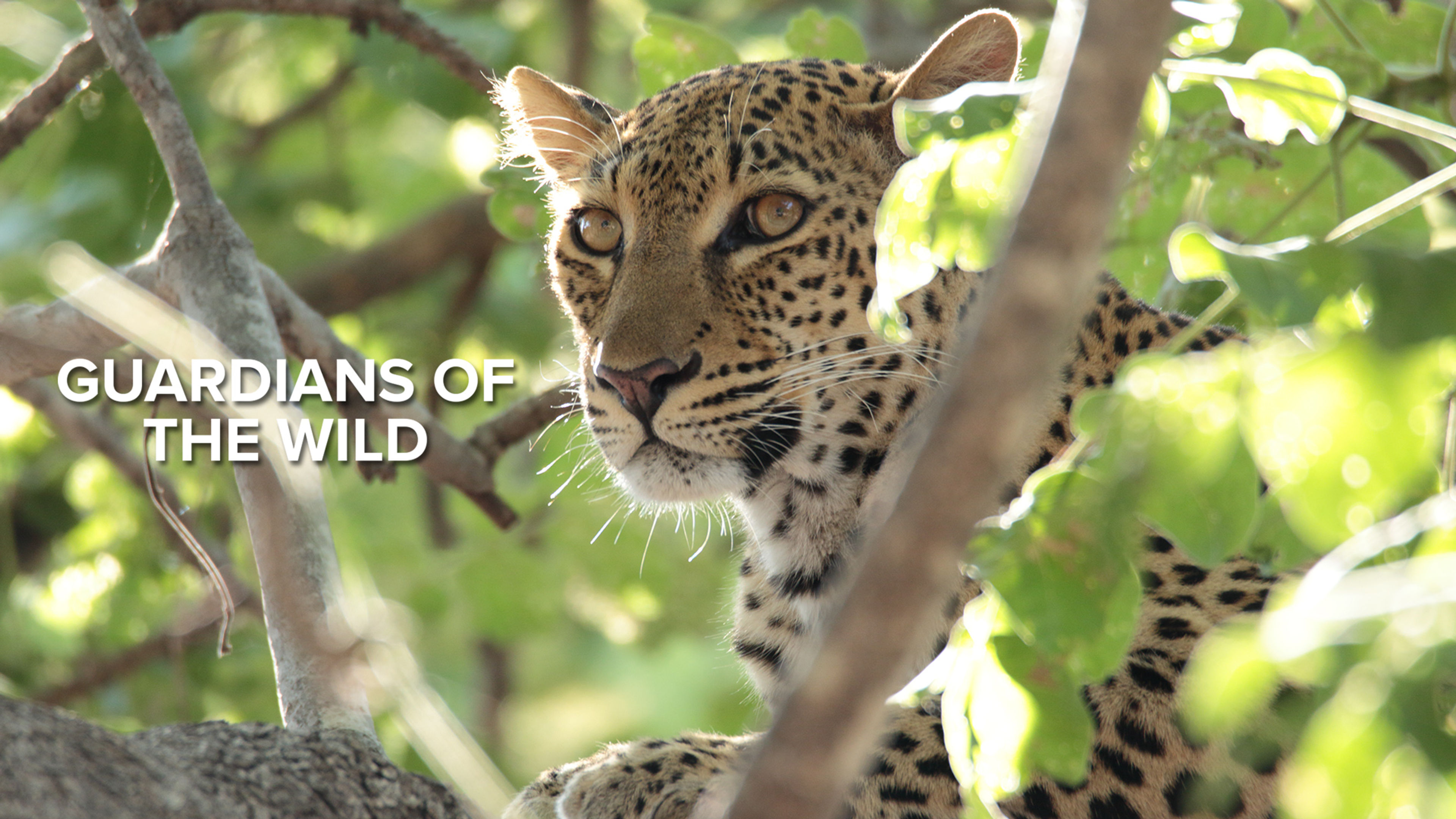 Guardians of the Wild S3