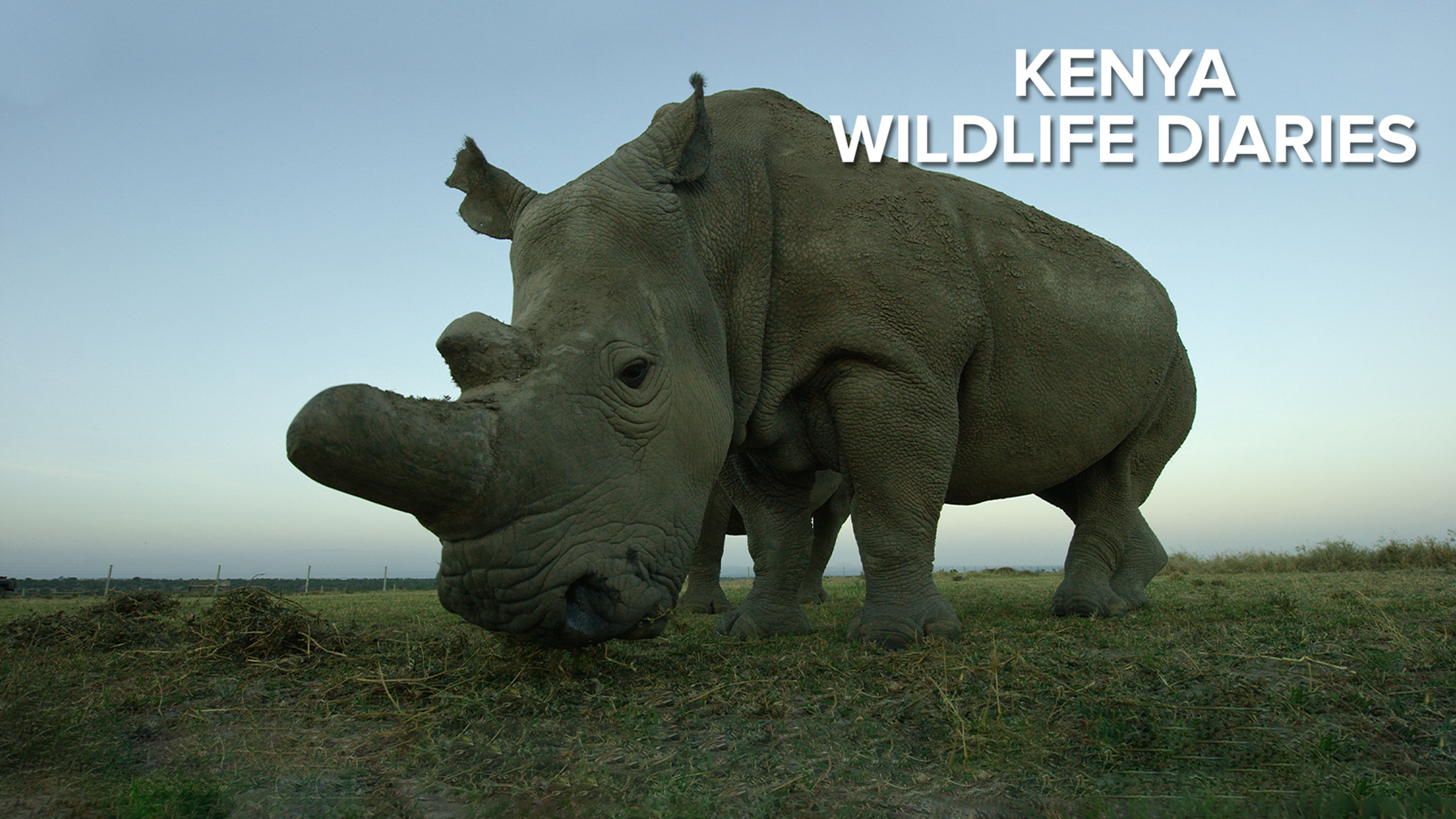 Kenya Wildlife Diaries S1
