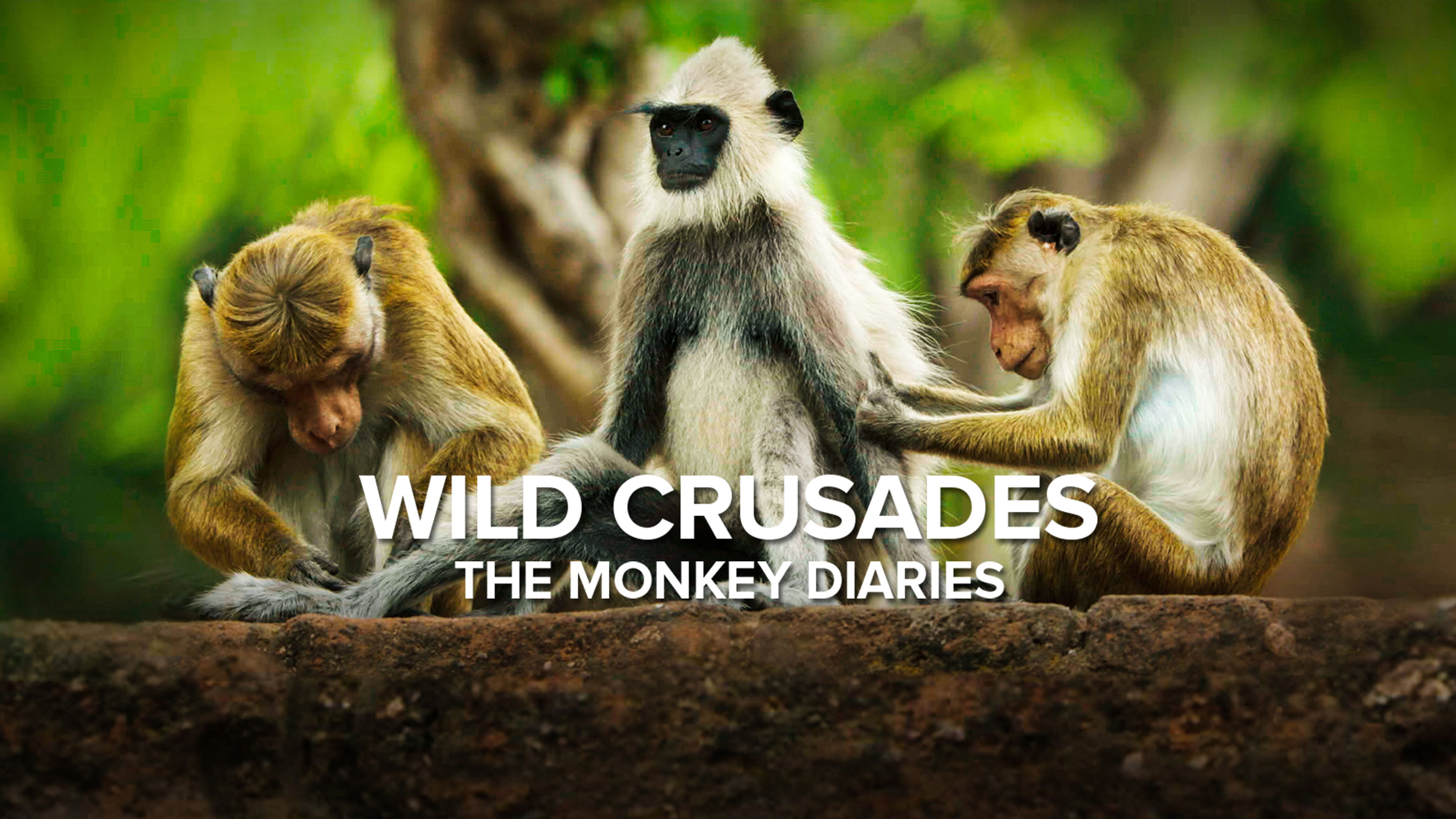 Wild Crusades S1