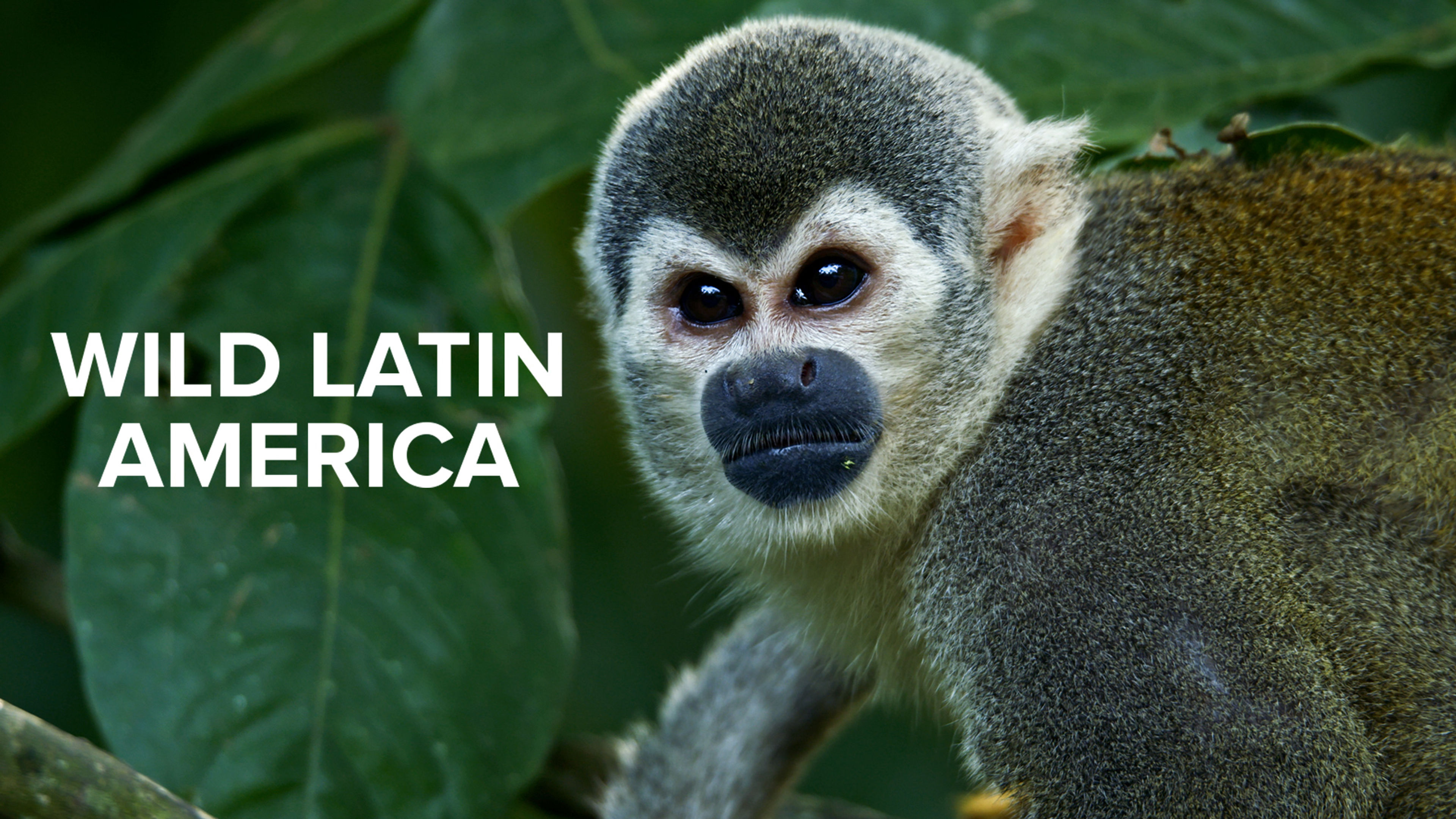 Wild Latin America S1