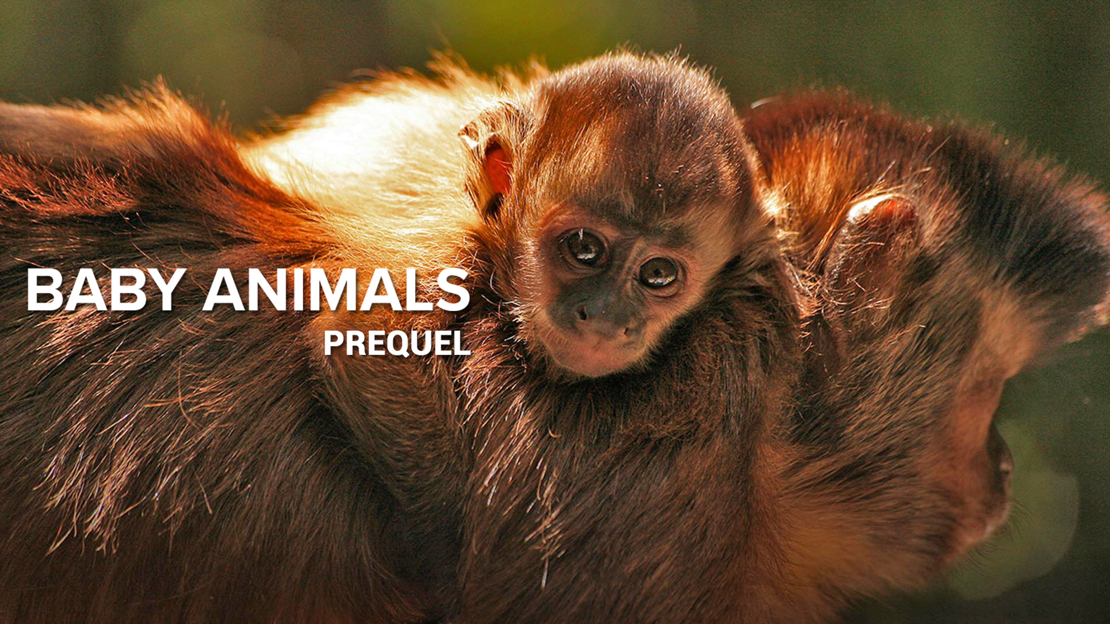 Baby Animals - Prequel S1