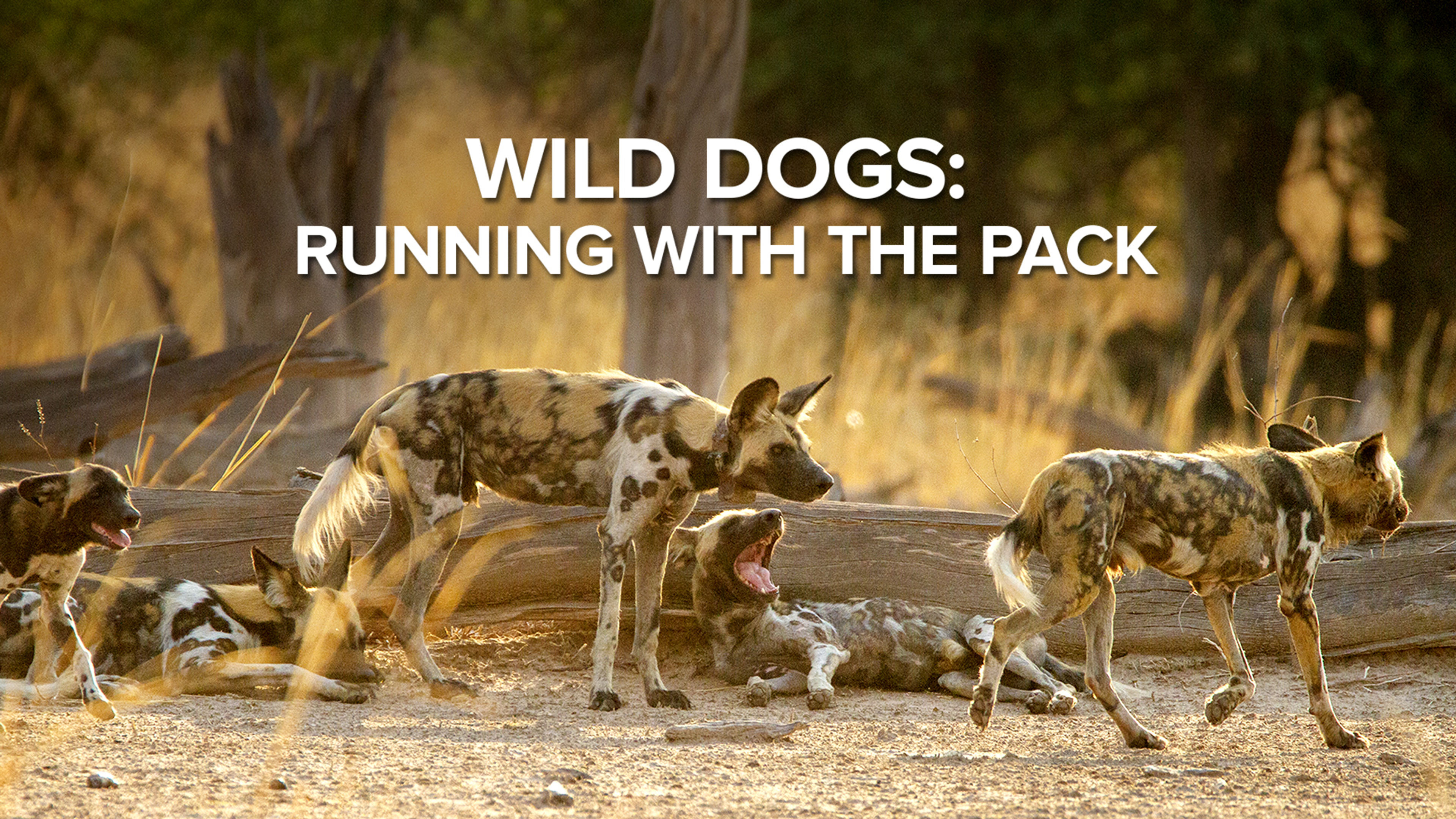 Wild Dogs: Running With the Pack S1