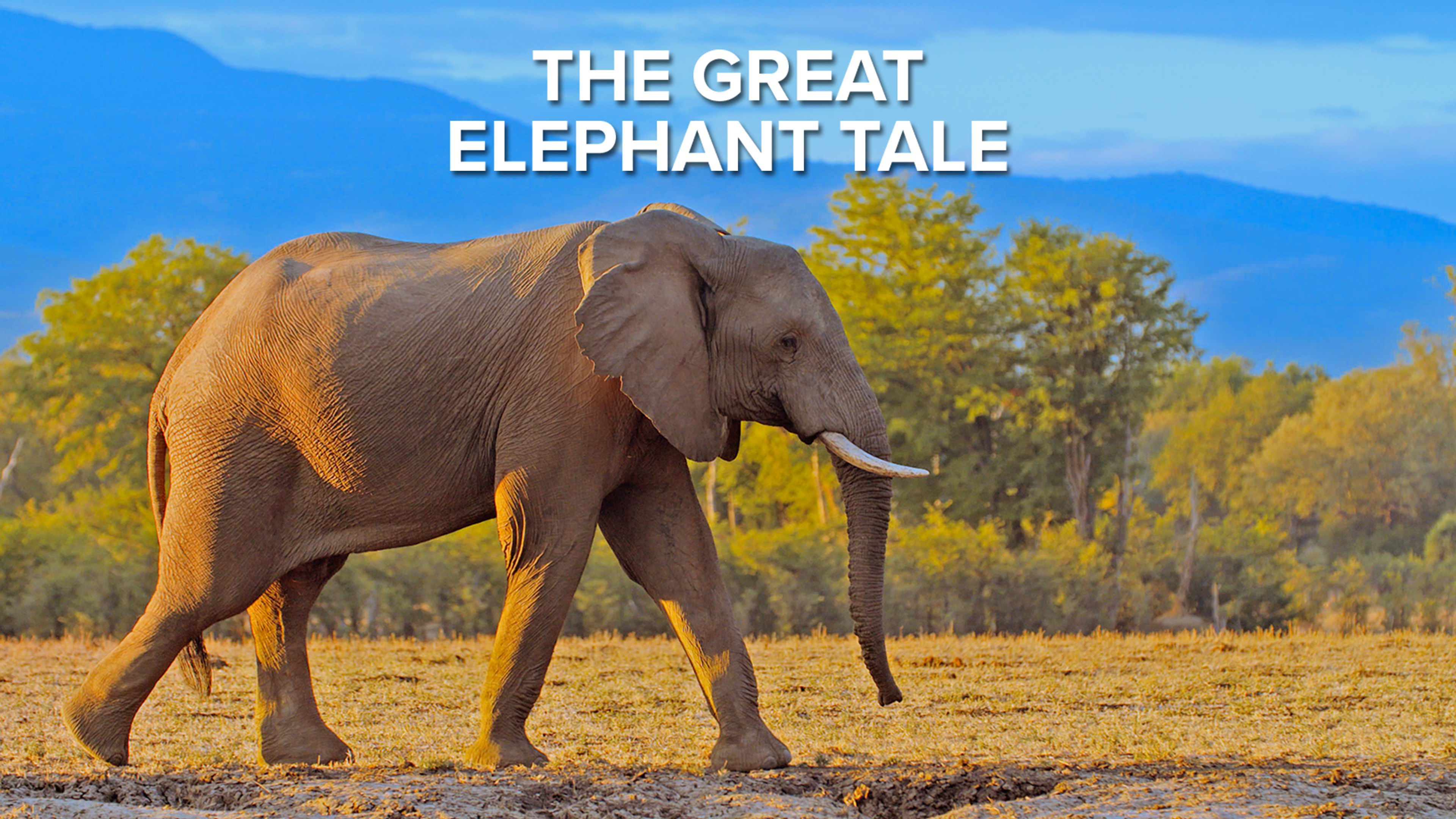 The Great Elephant Tale