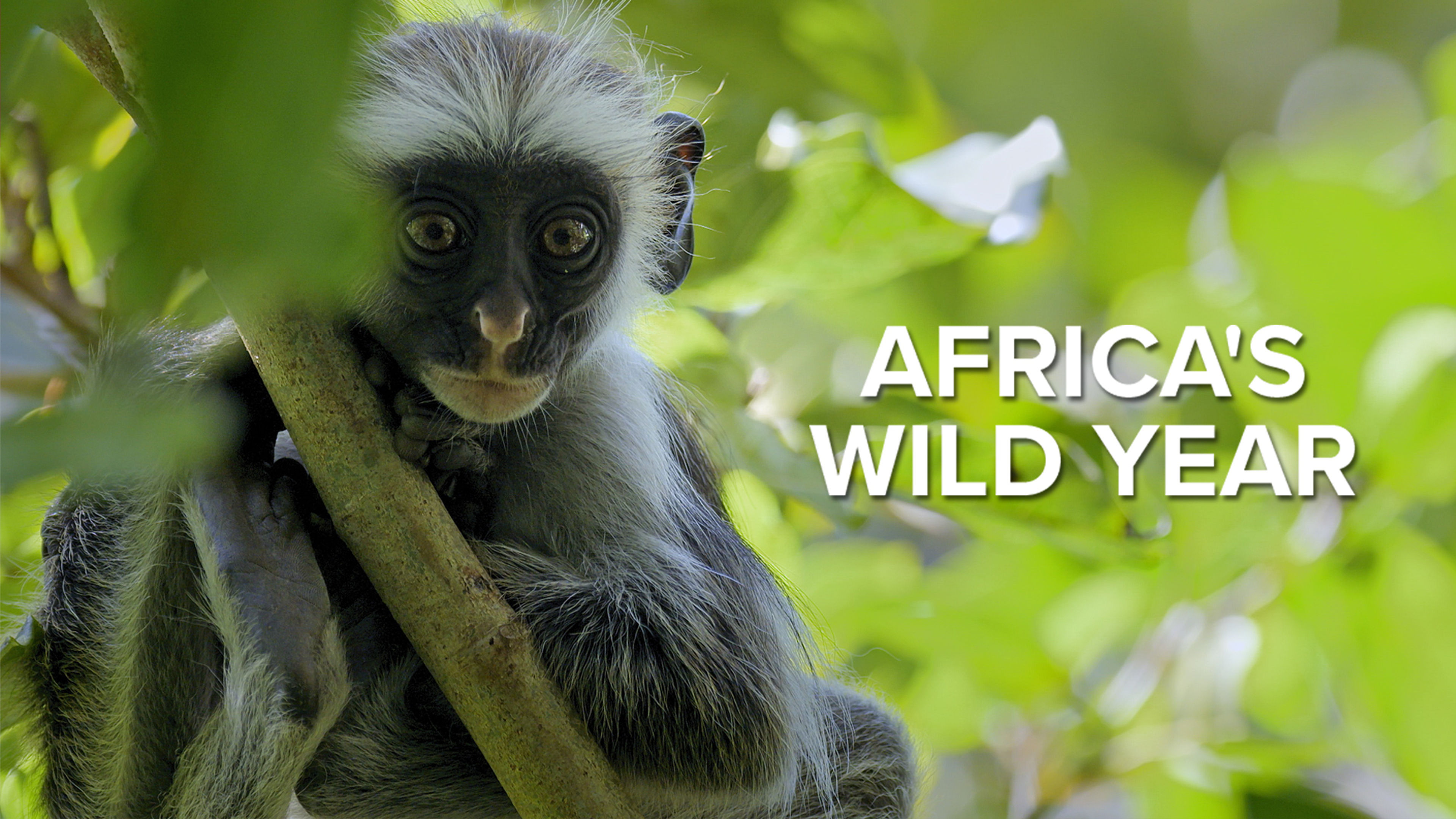 Africa's Wild Year S1