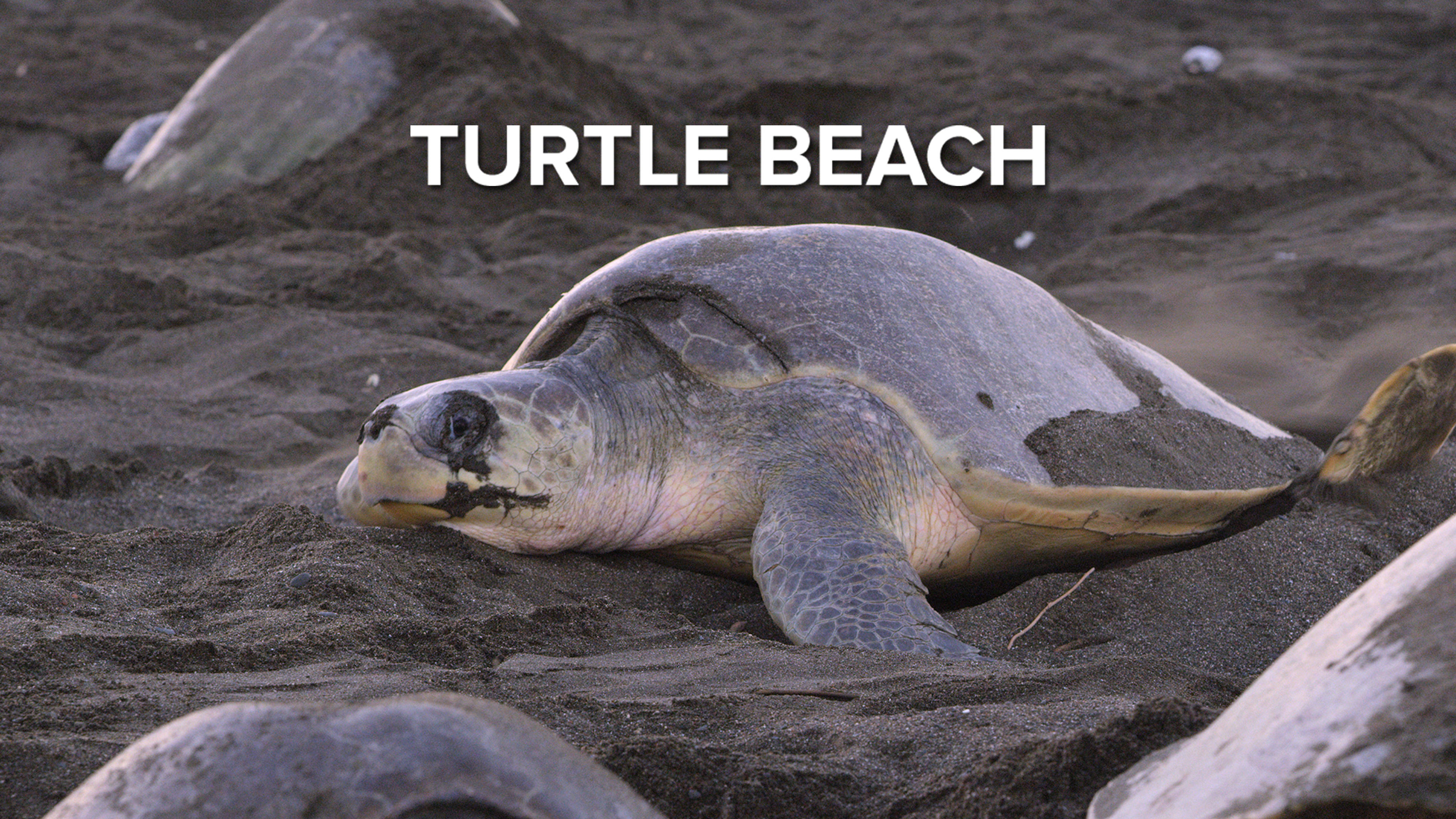 Turtle Beach