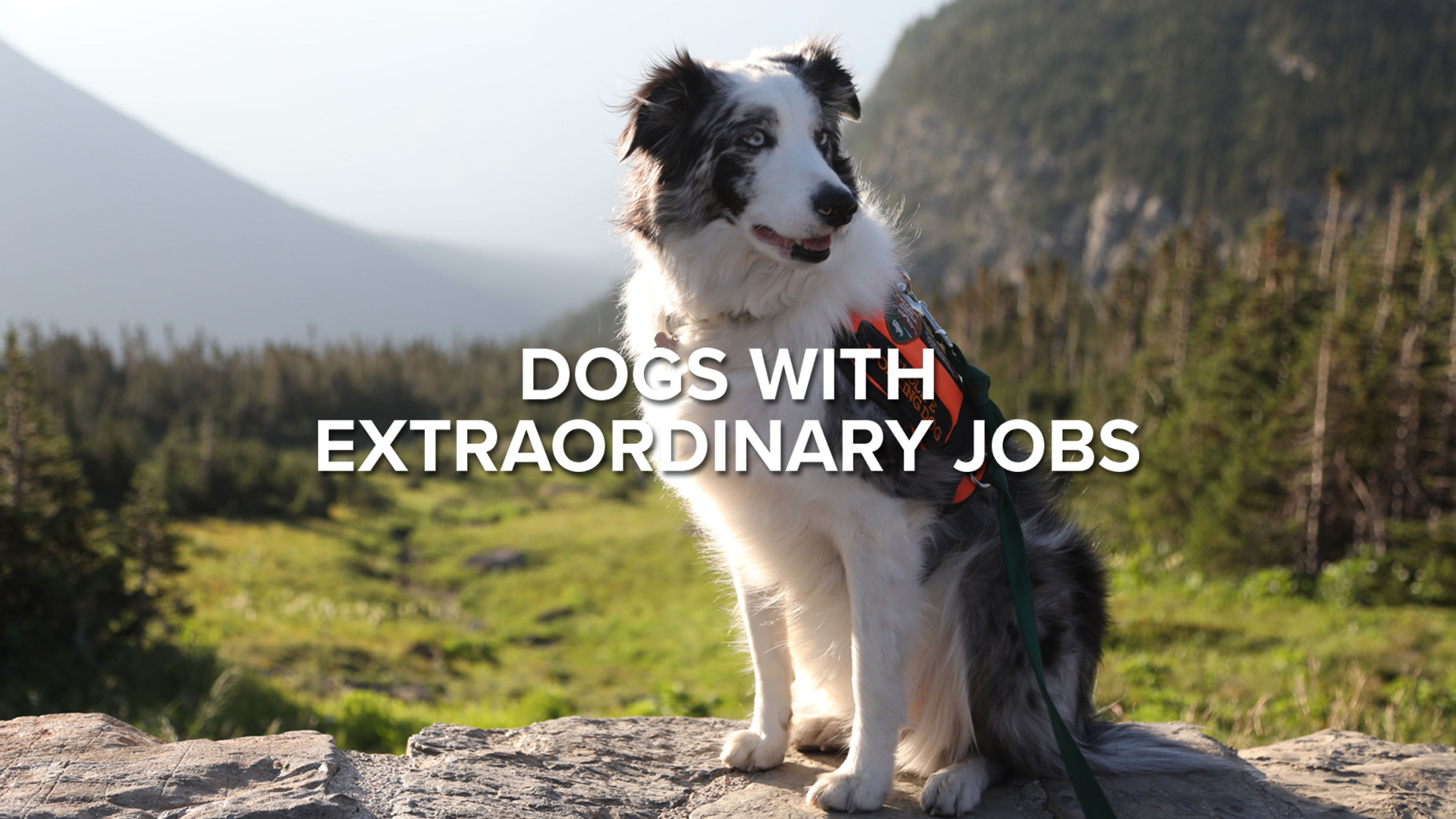 Dogs With Extraordinary Jobs S1