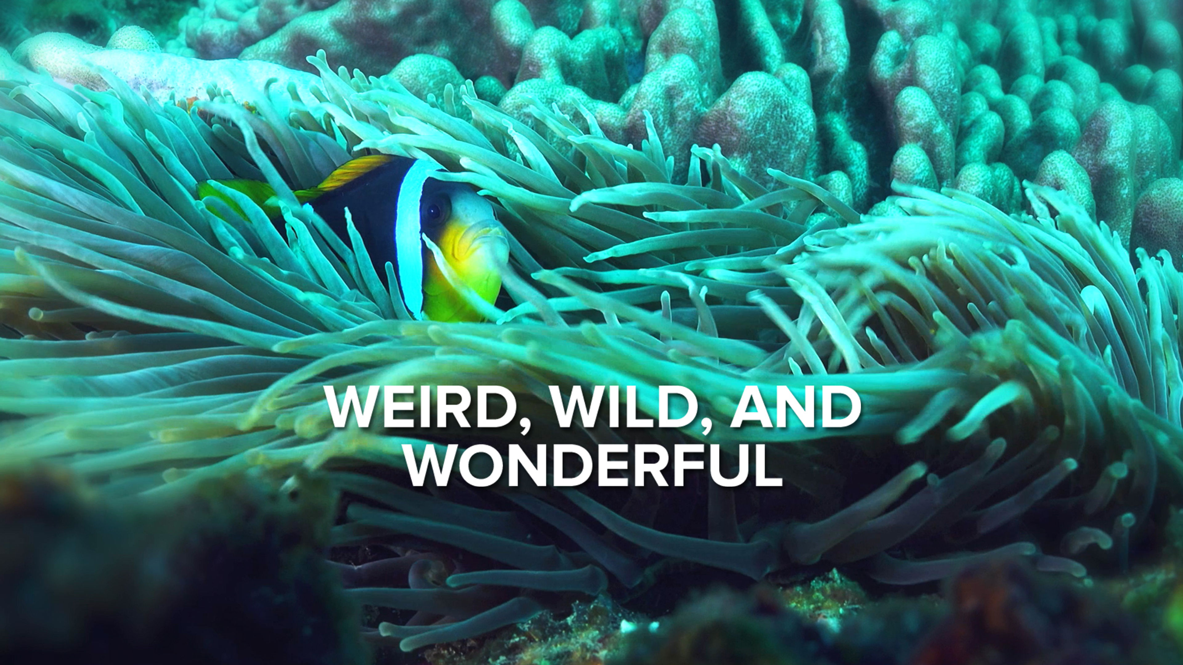 Weird, Wild & Wonderful