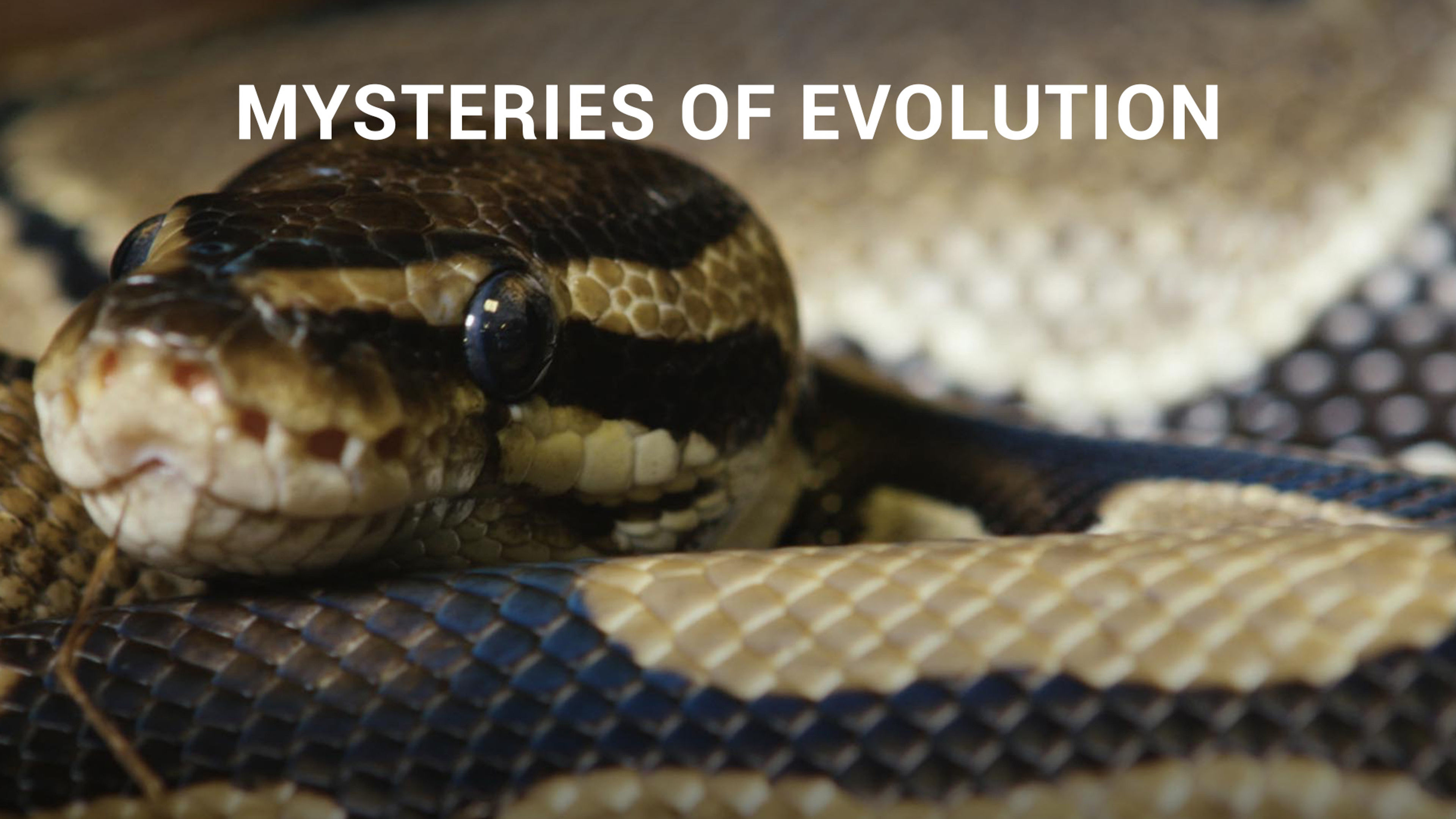 Mysteries of Evolution S1