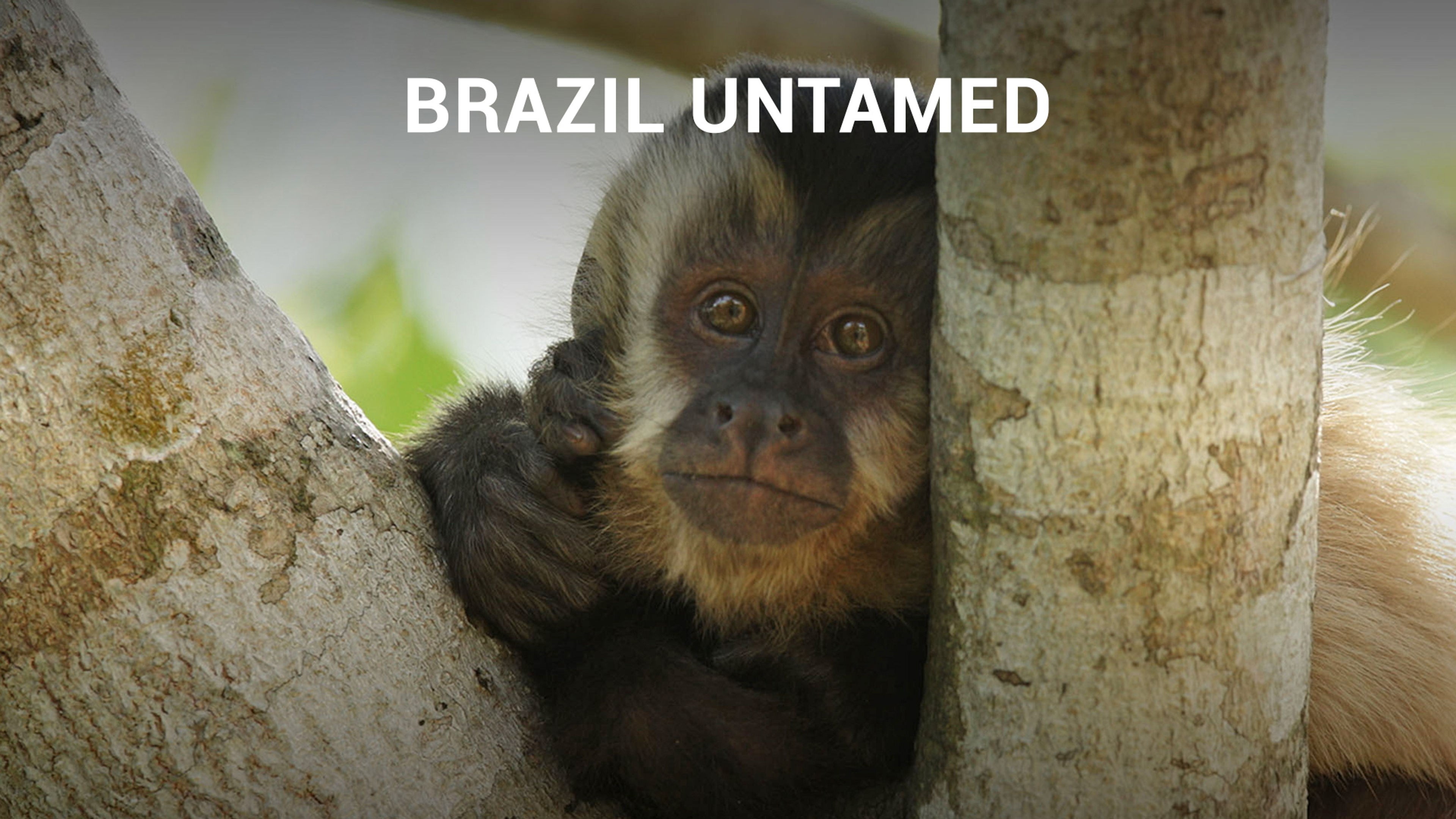 Brazil Untamed S1