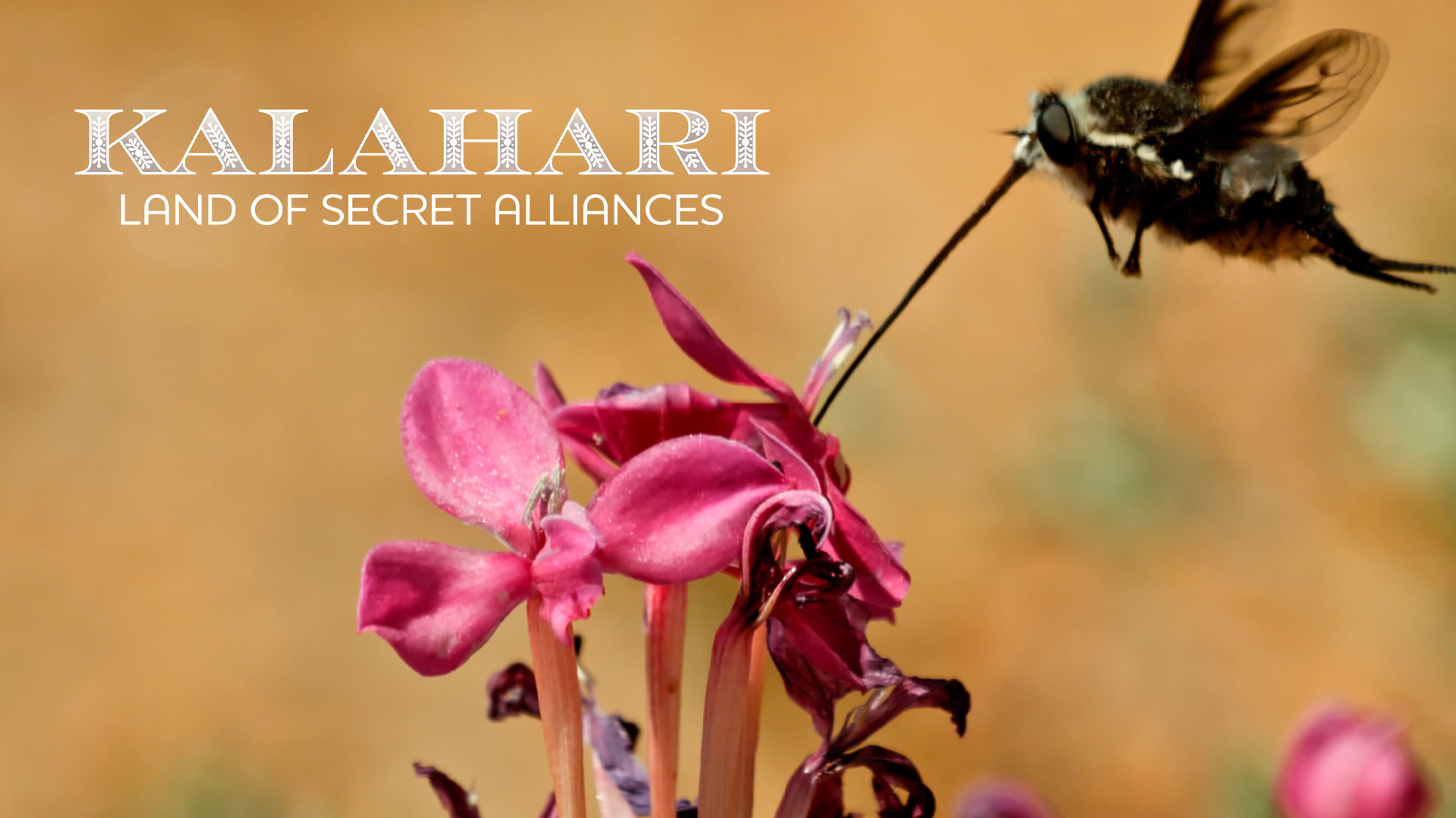 Kalahari: Land of Secret Alliances S1