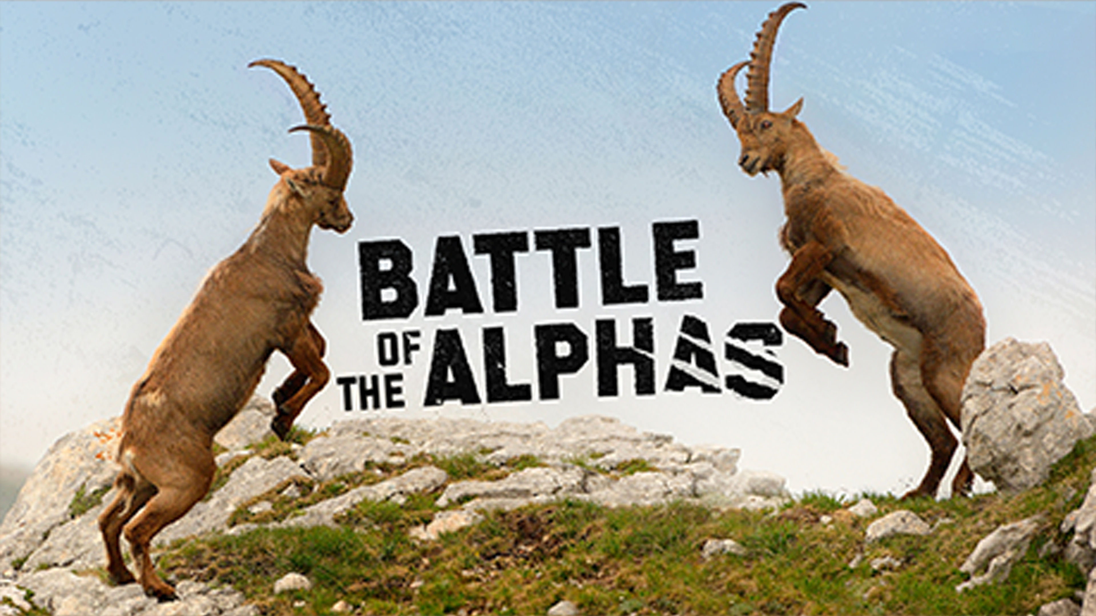 Battle of the Alphas S2