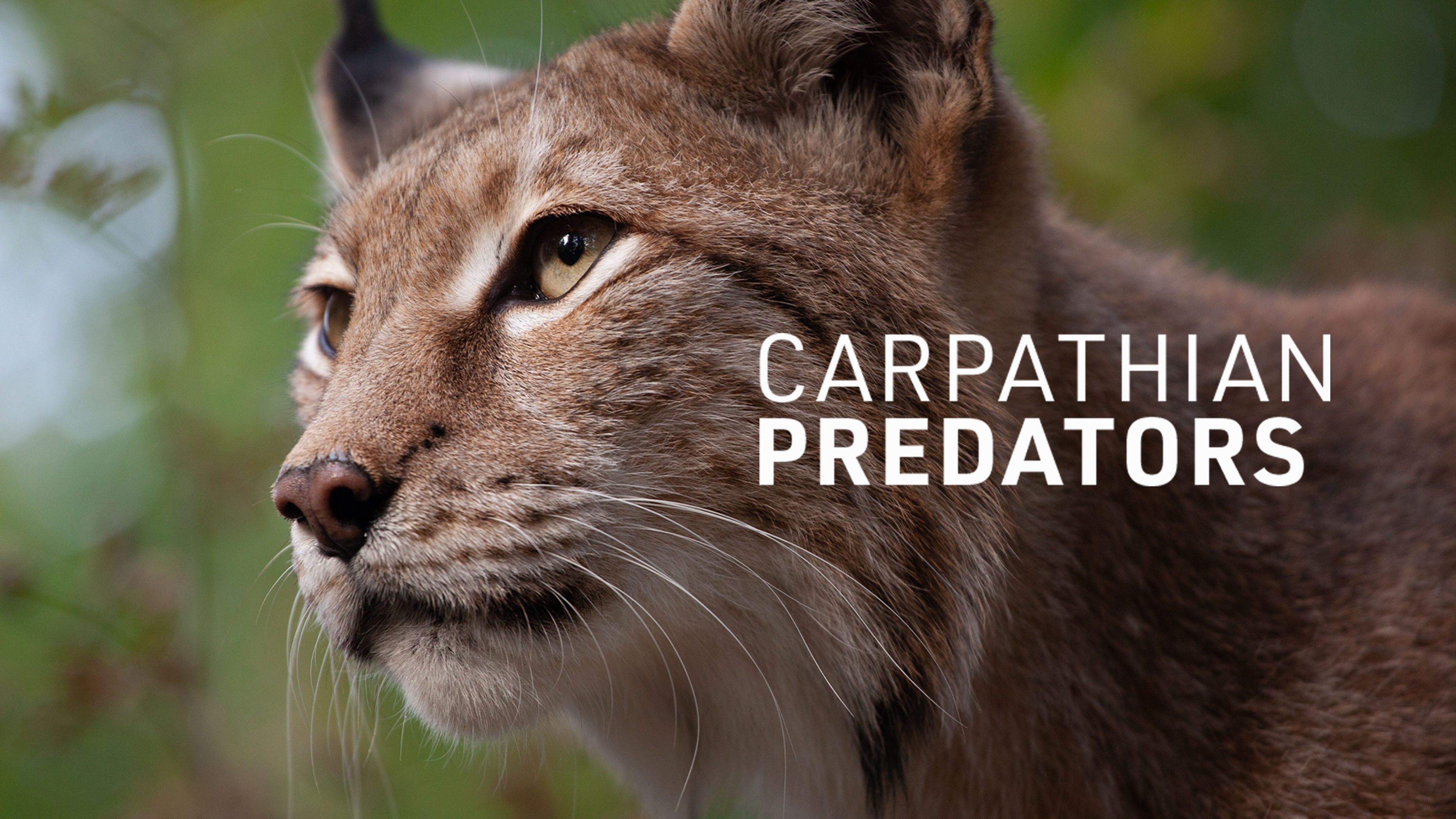 Carpathian Predators S1