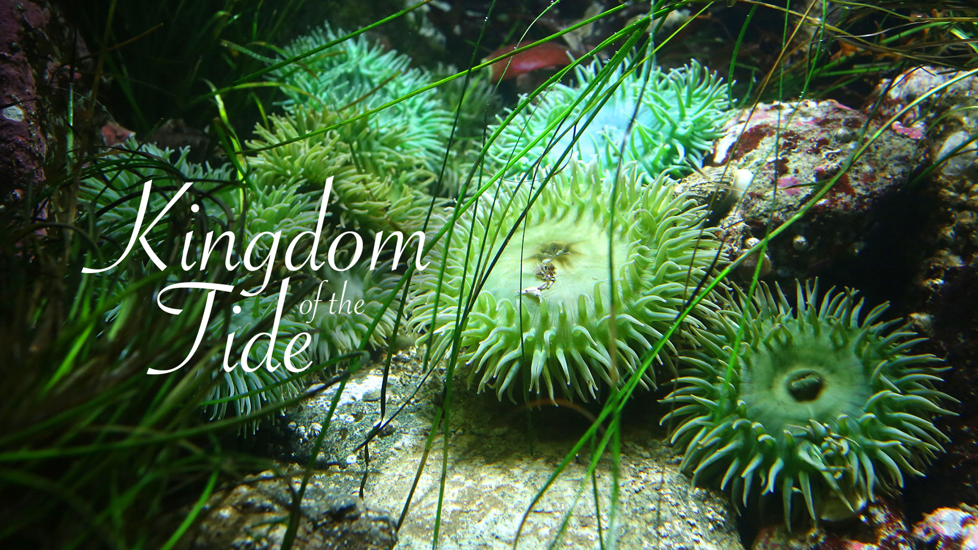 Kingdom of the Tide