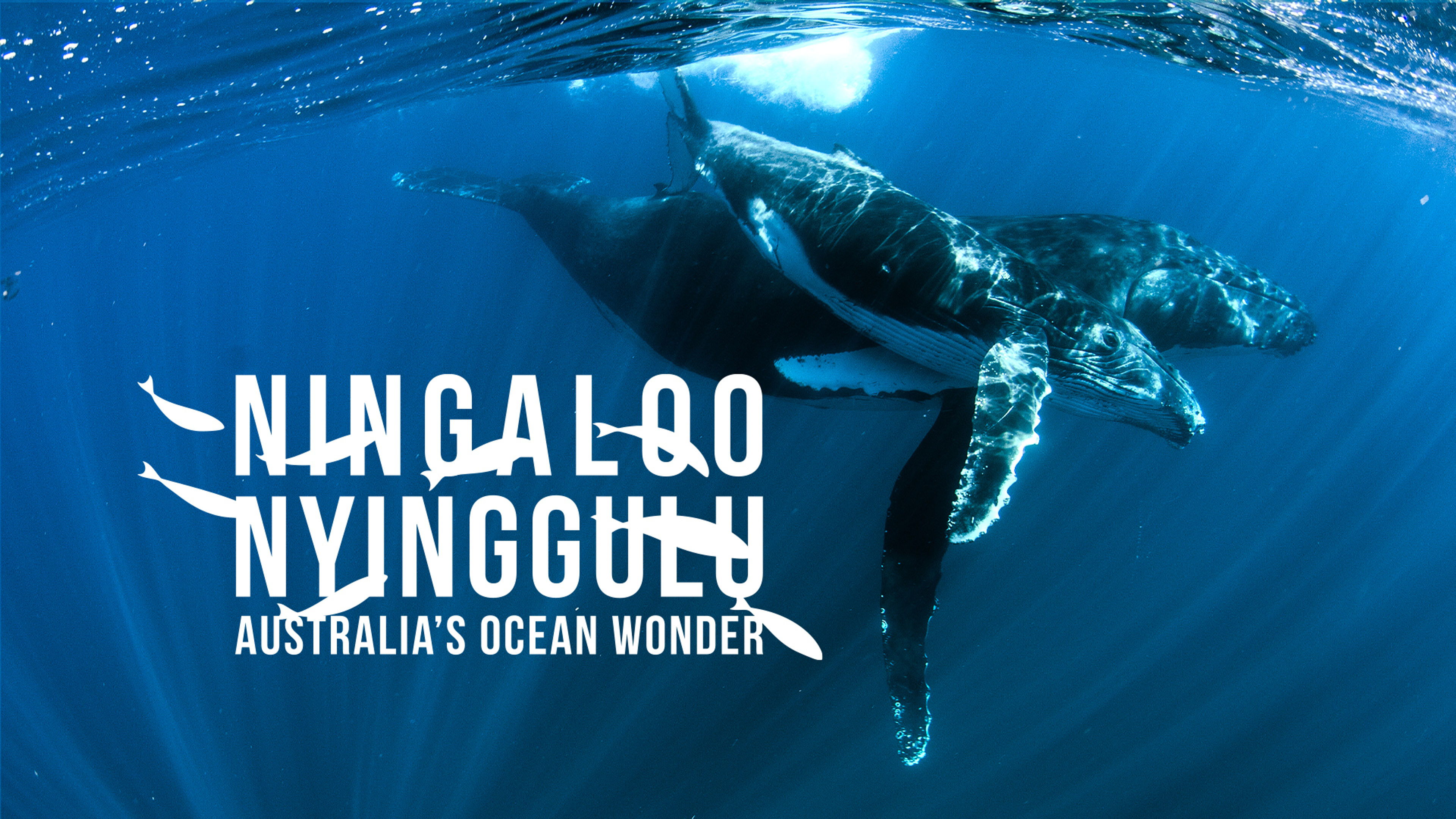 Ningaloo: Australia's Ocean Wonder S1