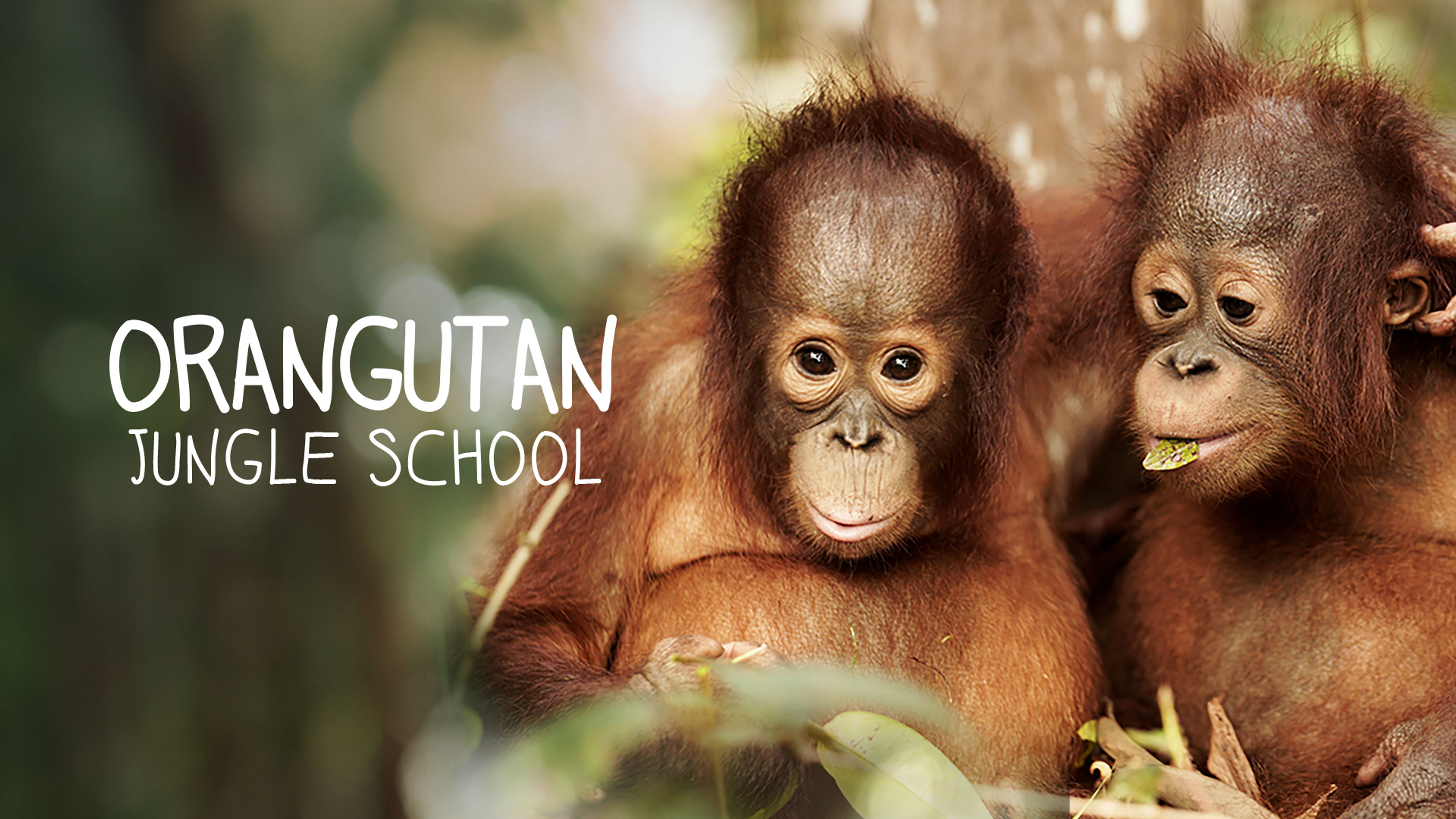 Orangutan Jungle School S2