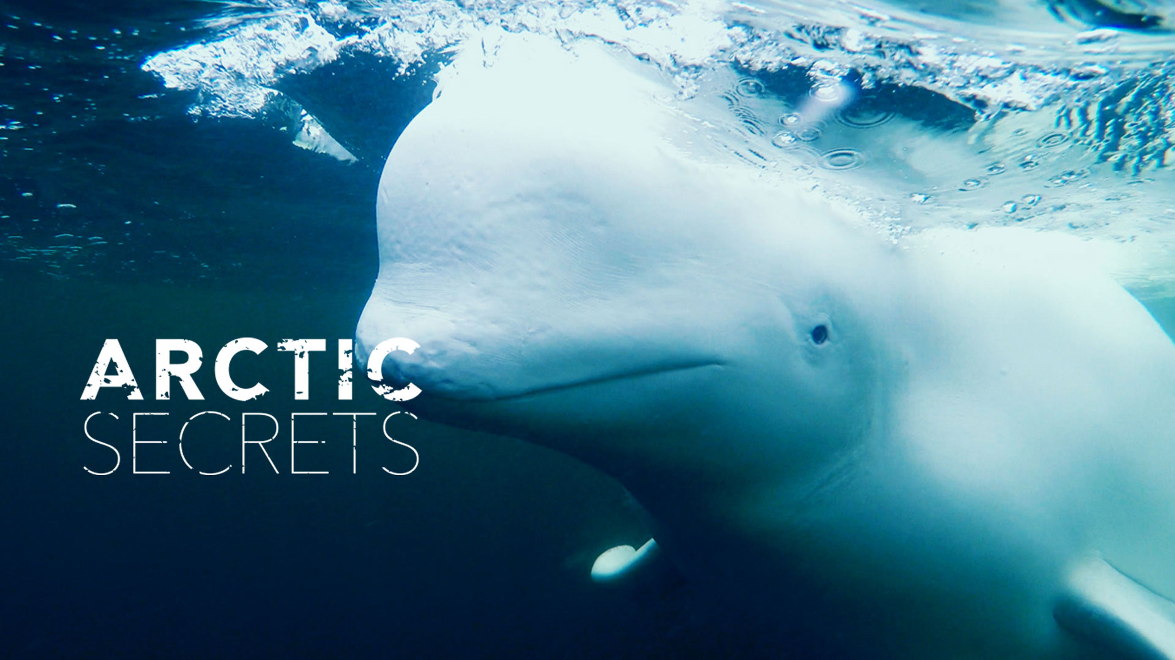 Arctic Secrets S2
