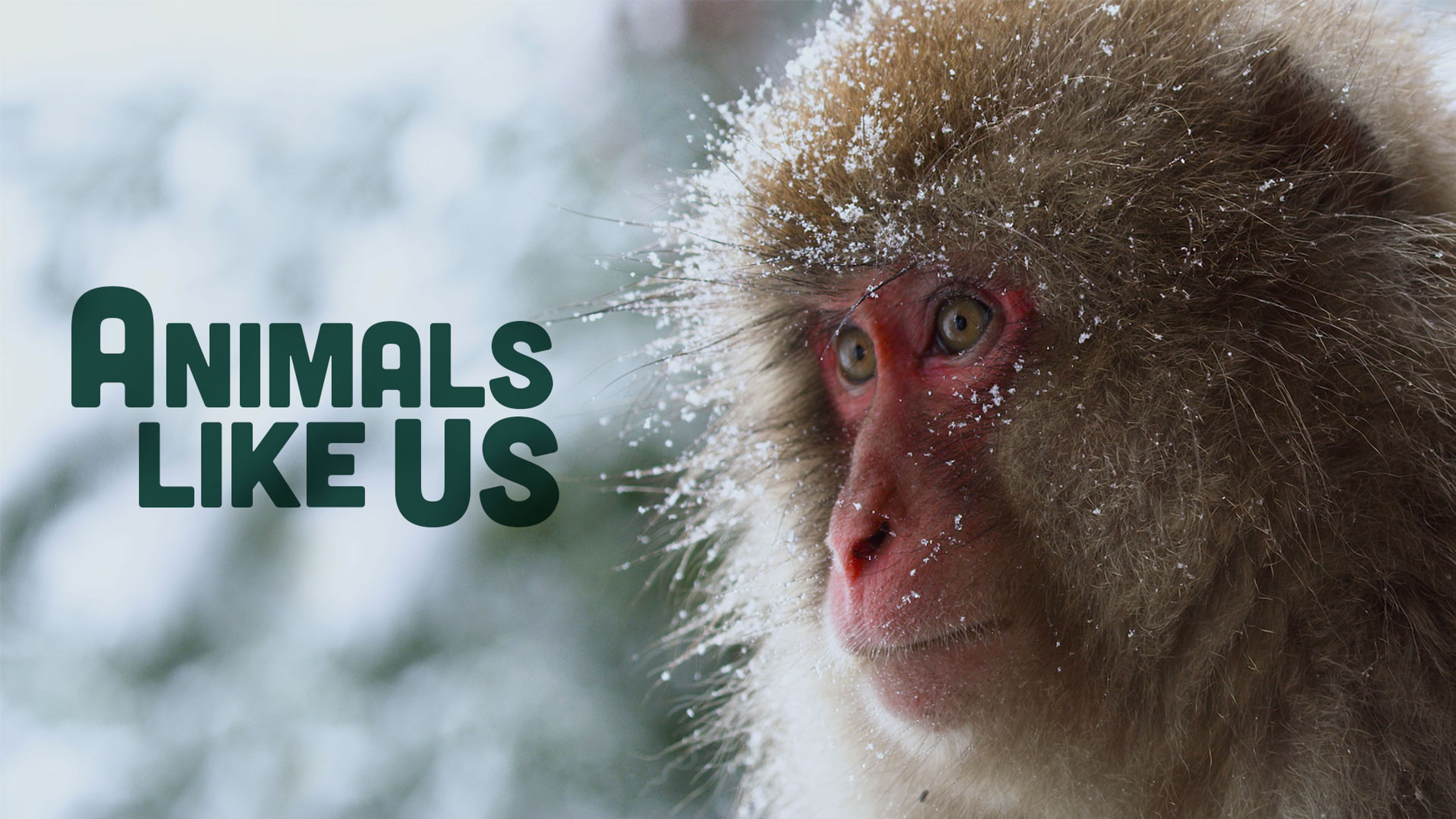 Animals Like Us S1