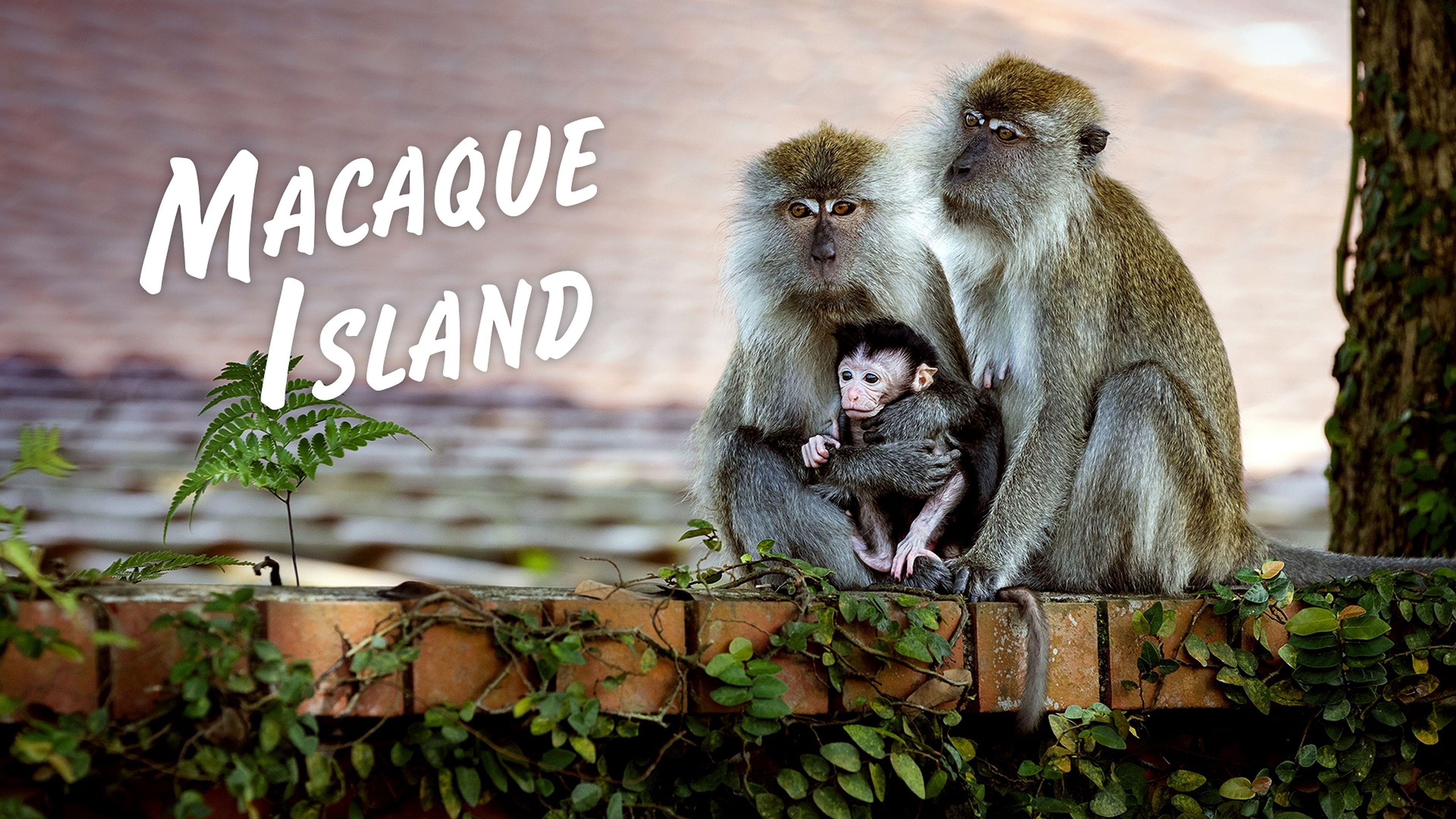 Macaque Island S1