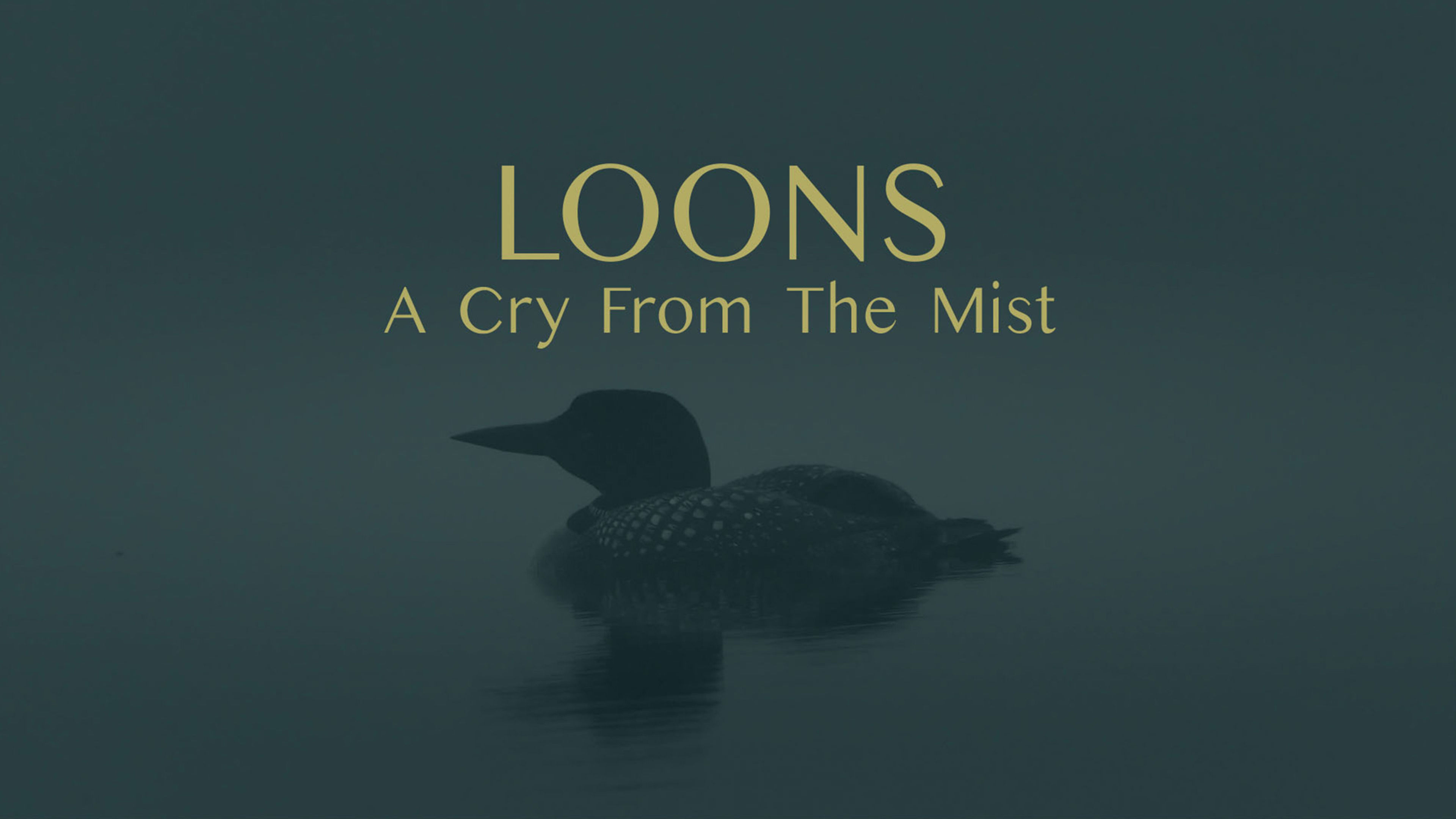 Loons: a Cry From the Mist