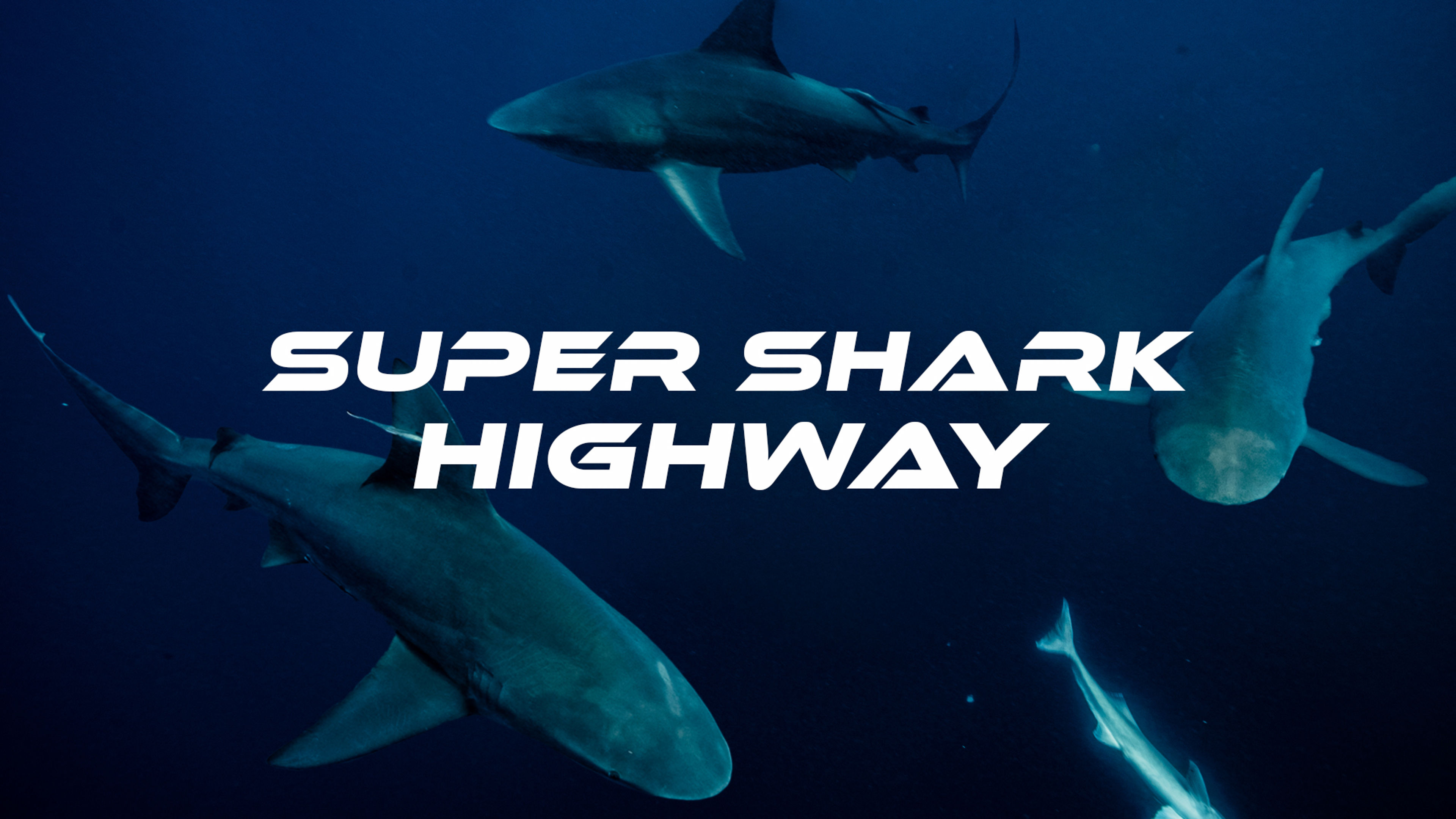Super Shark Highway S1