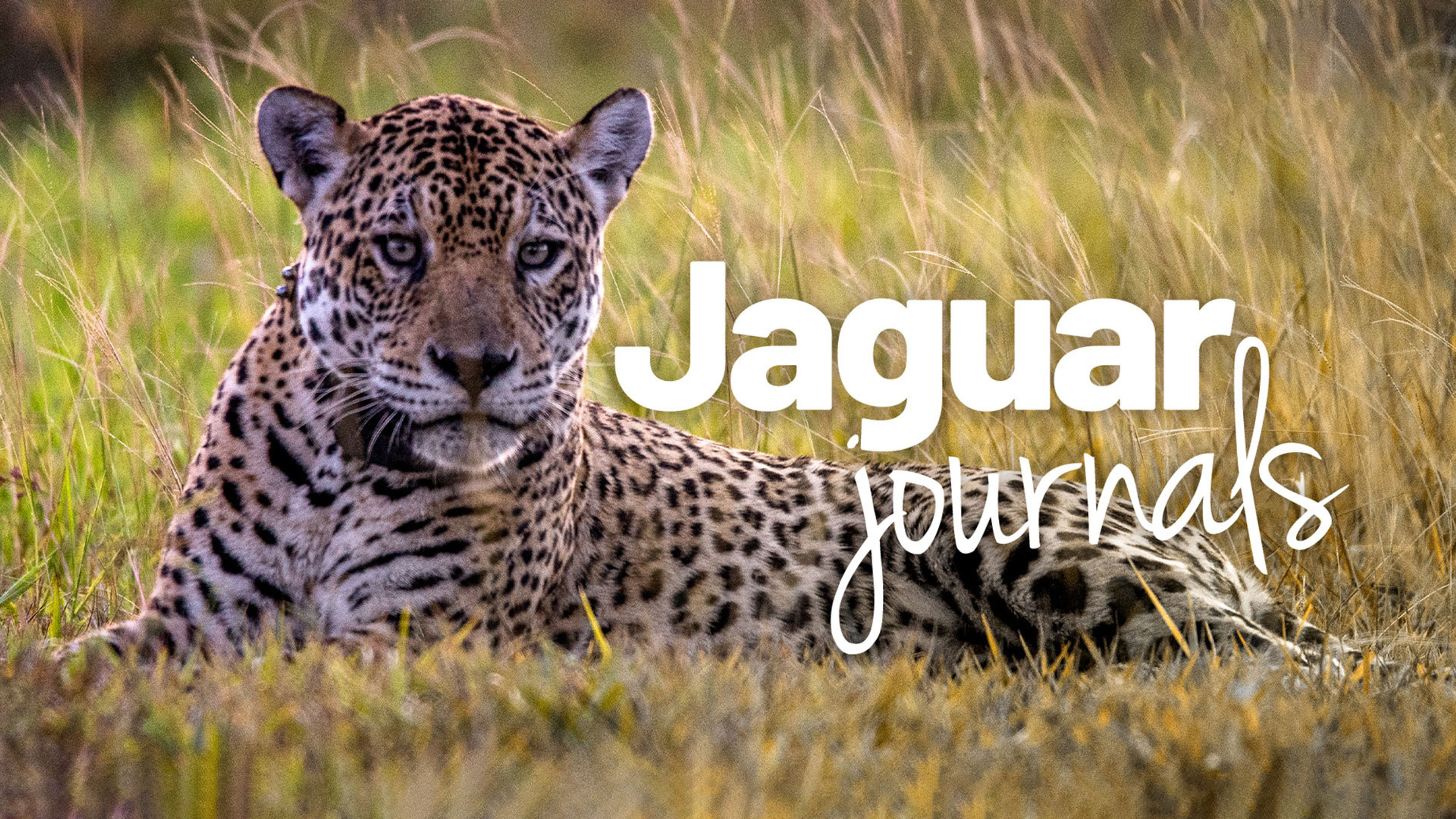 Jaguar Journals S1