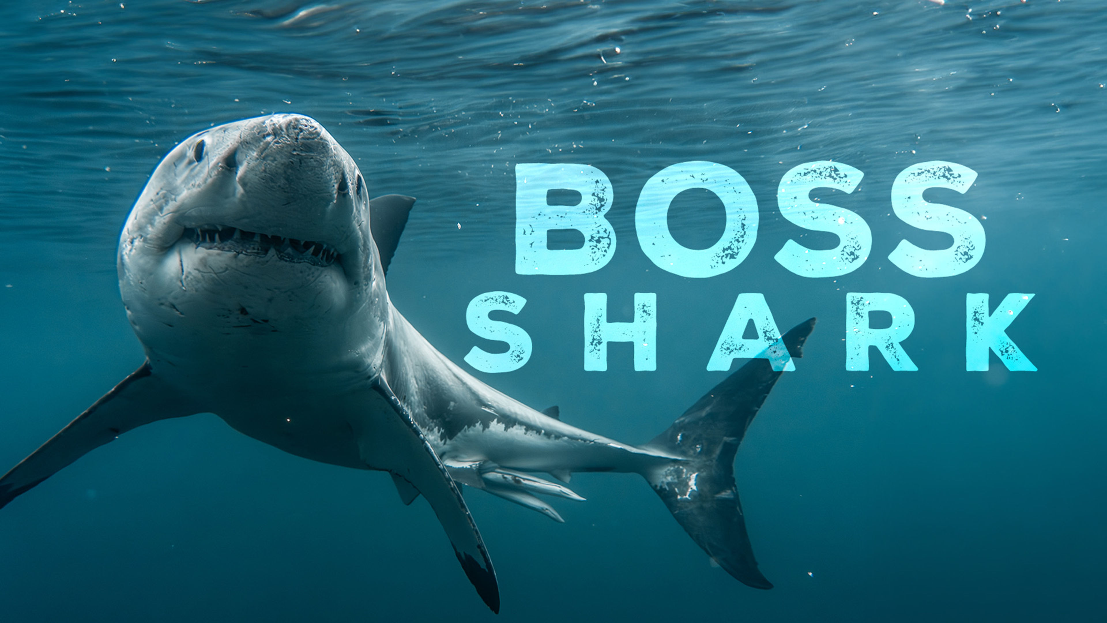 Boss Shark