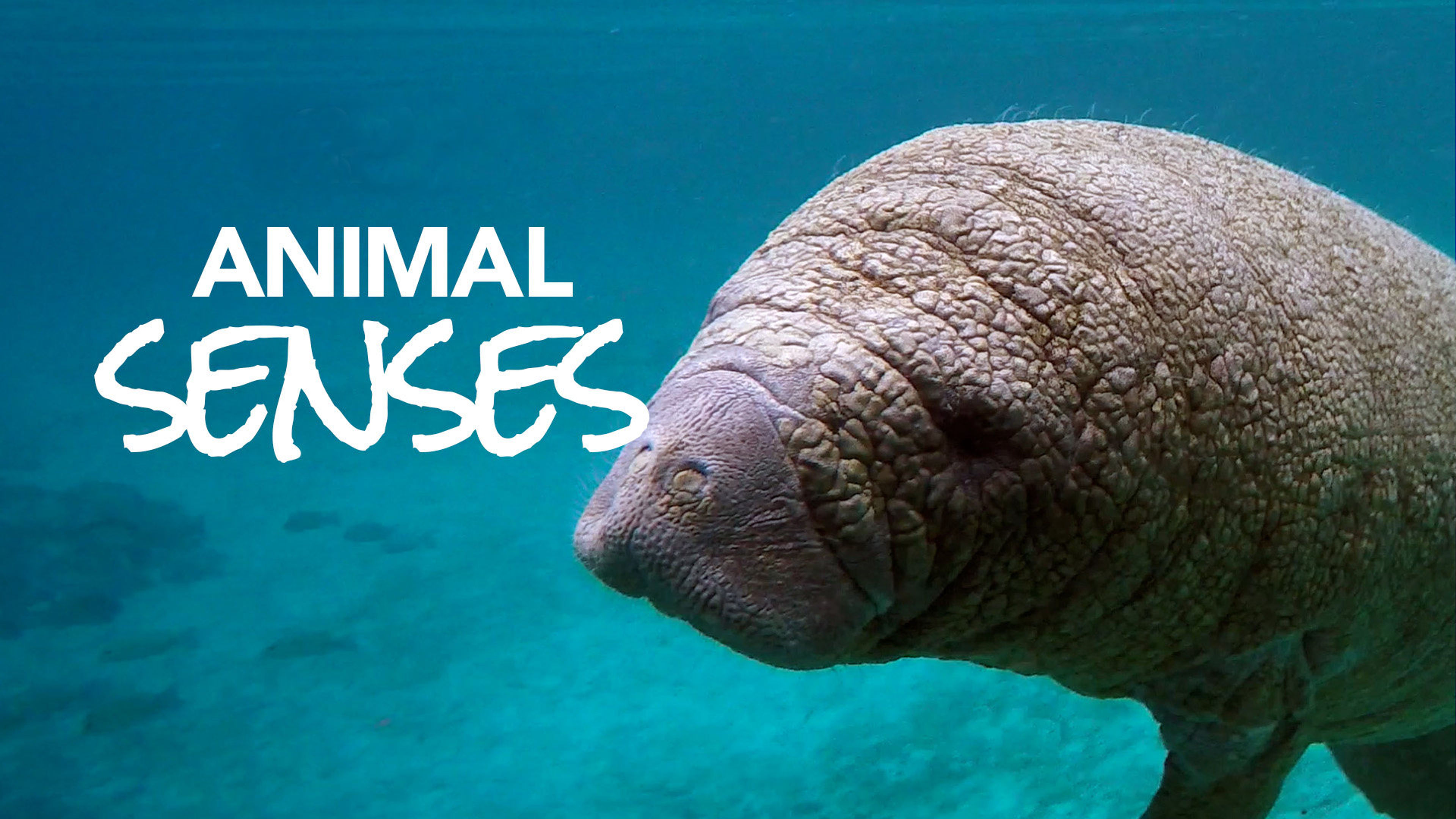 Animal Senses S1