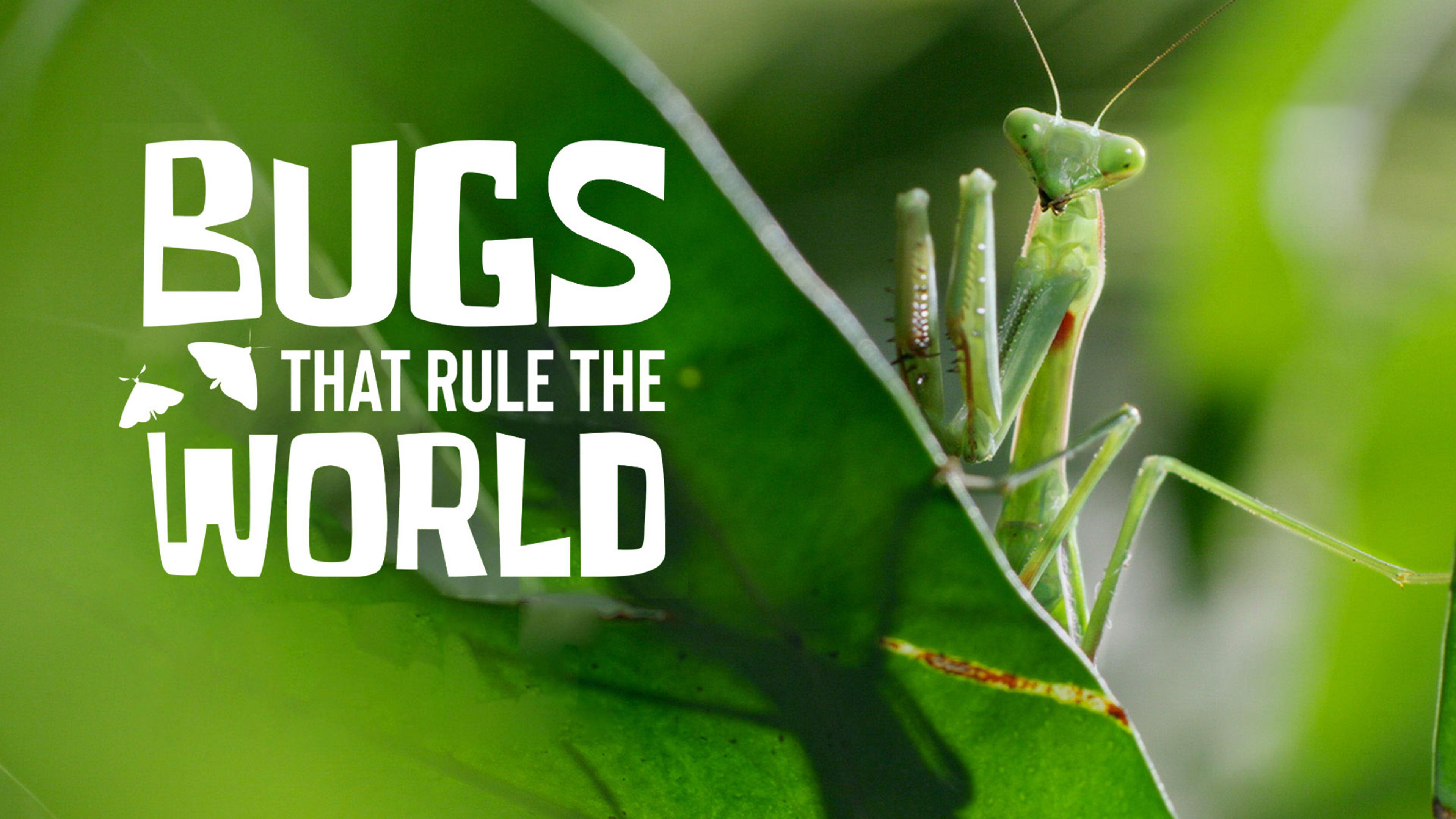 Bugs That Rule the World S1