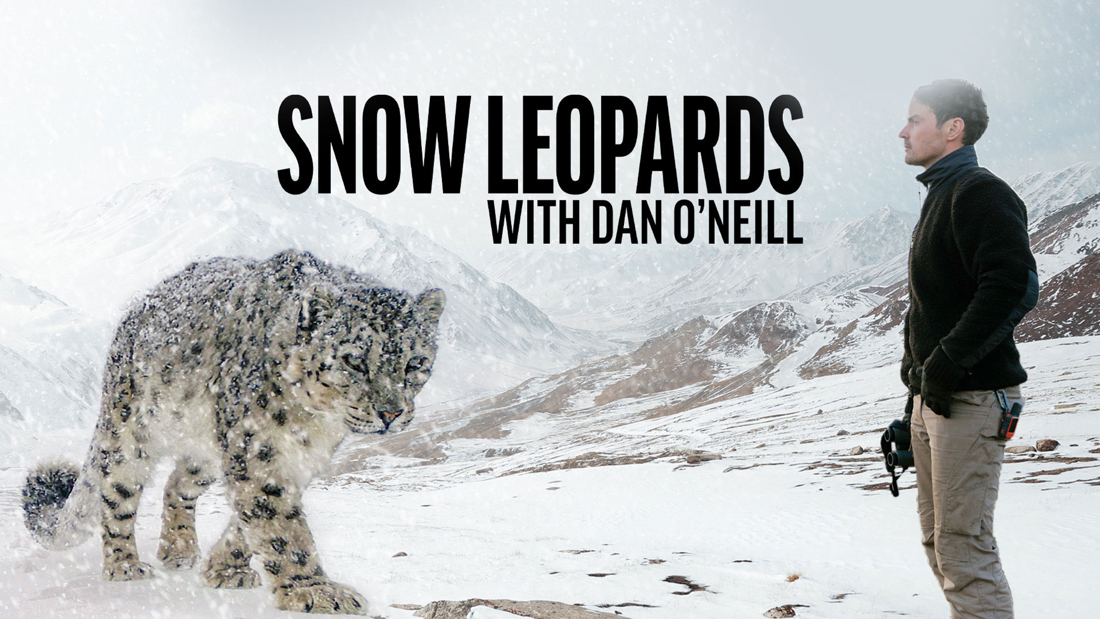 Snow Leopards With Dan O'Neill S1