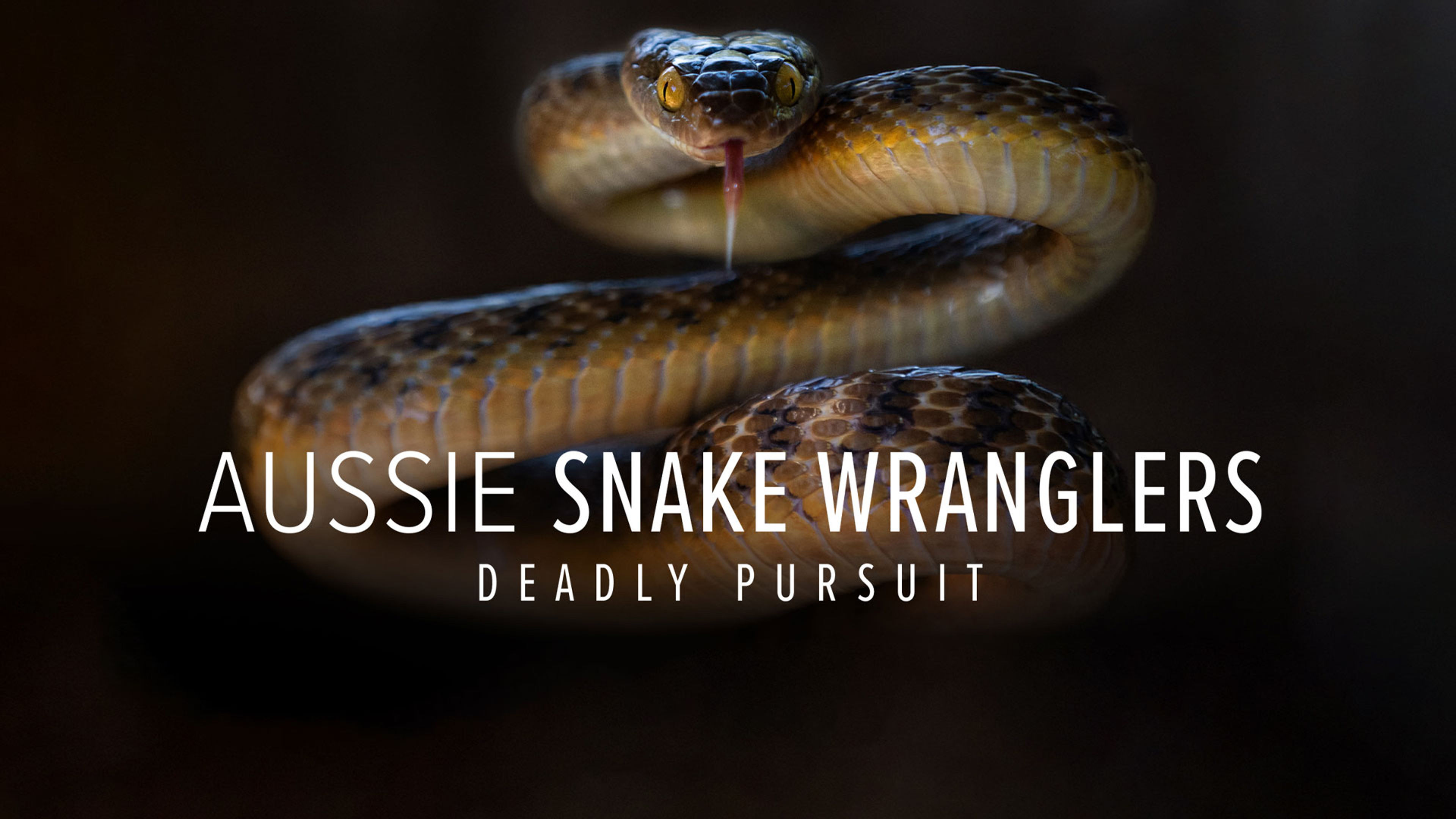 Aussie Snake Wranglers: Deadly Pursuit S1