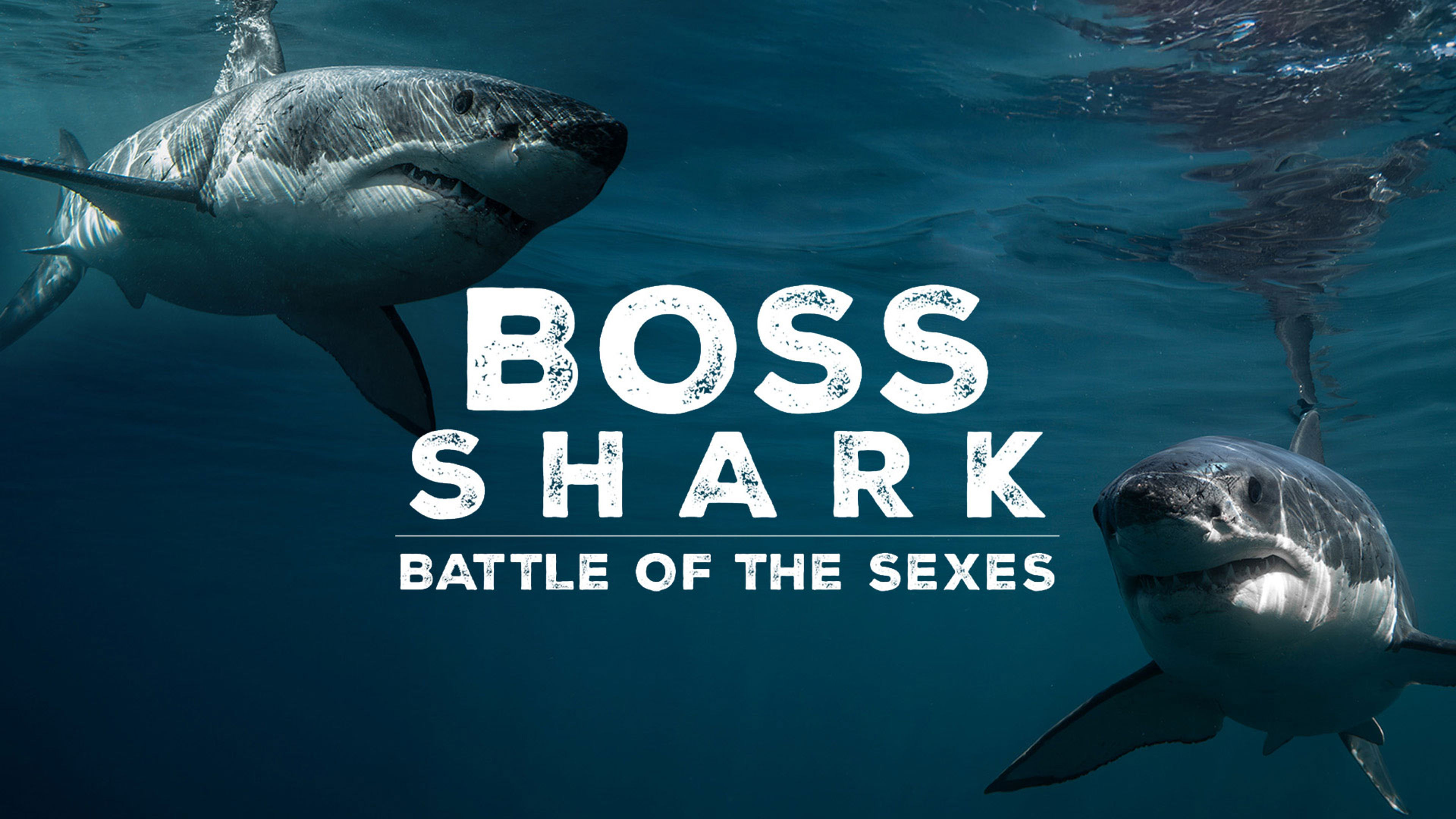 Boss Shark: Battle of the Sexes