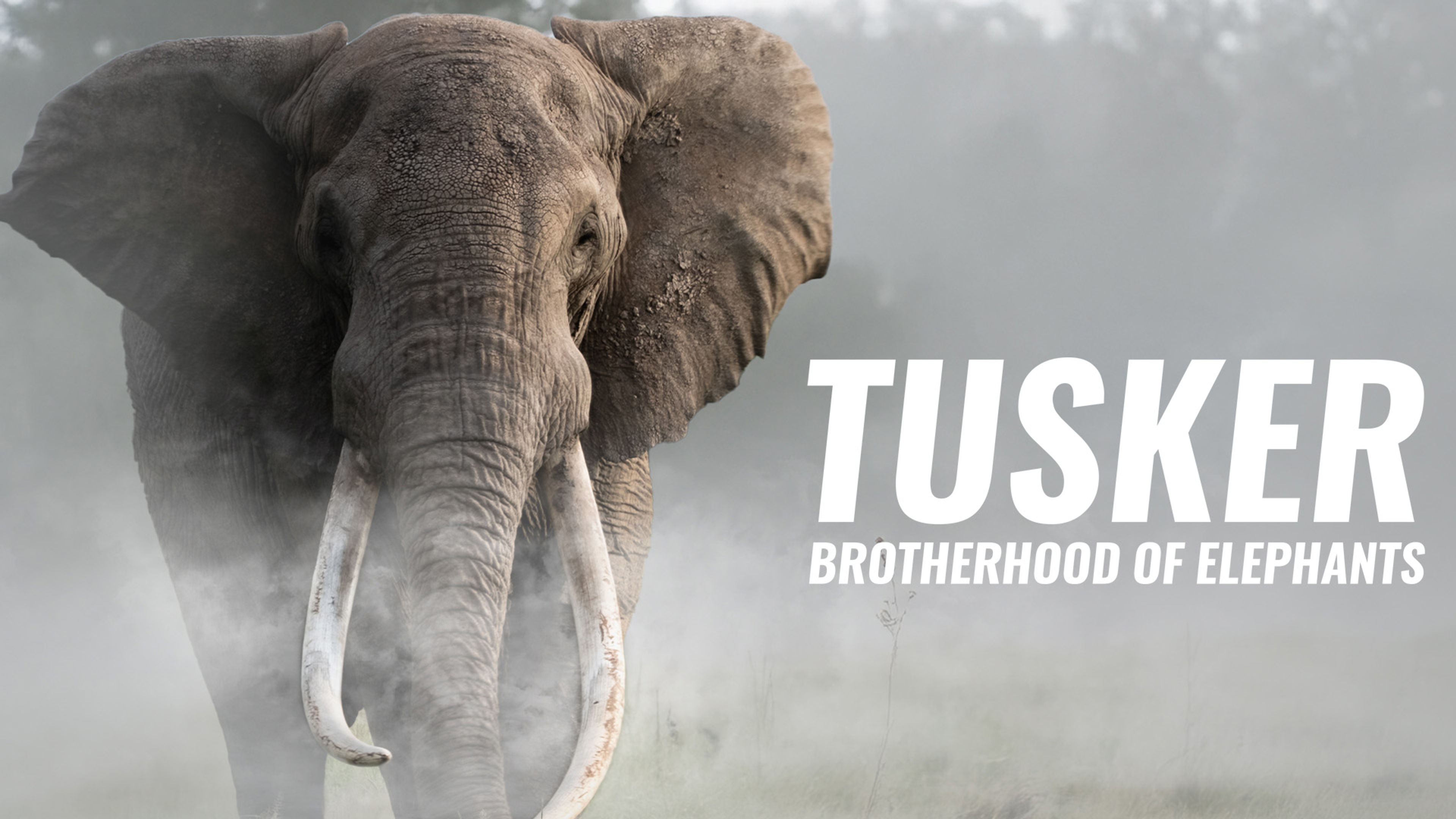 Tusker: Brotherhood of Elephants