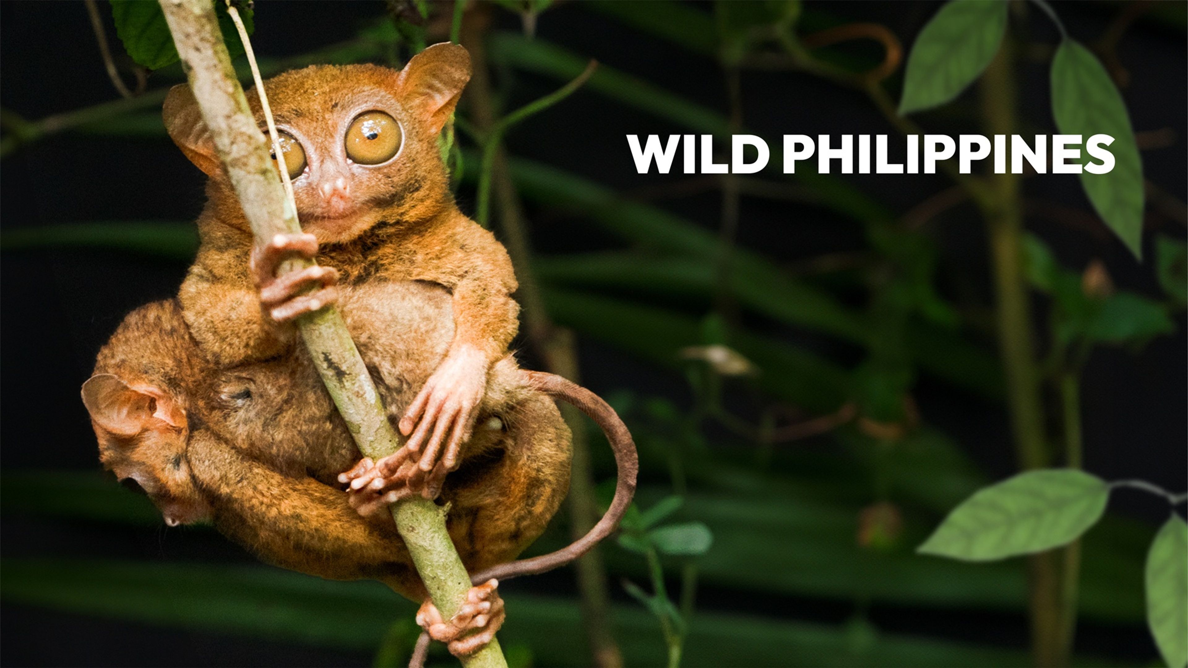 Wild Philippines S1