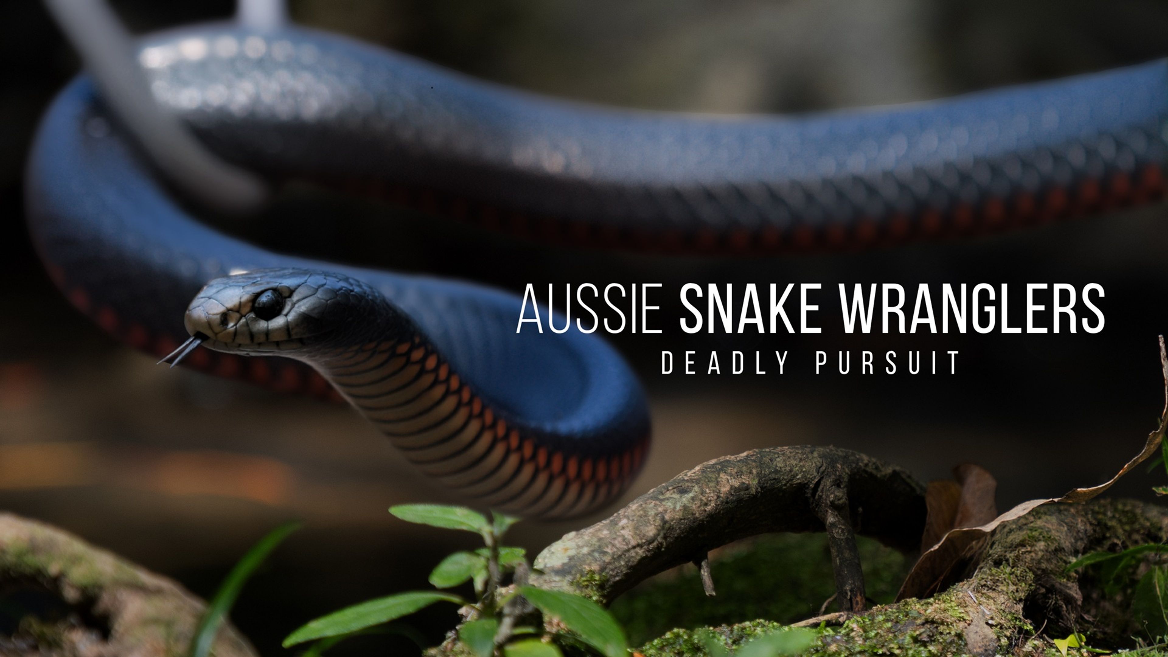 Aussie Snake Wranglers: Deadly Pursuit S2