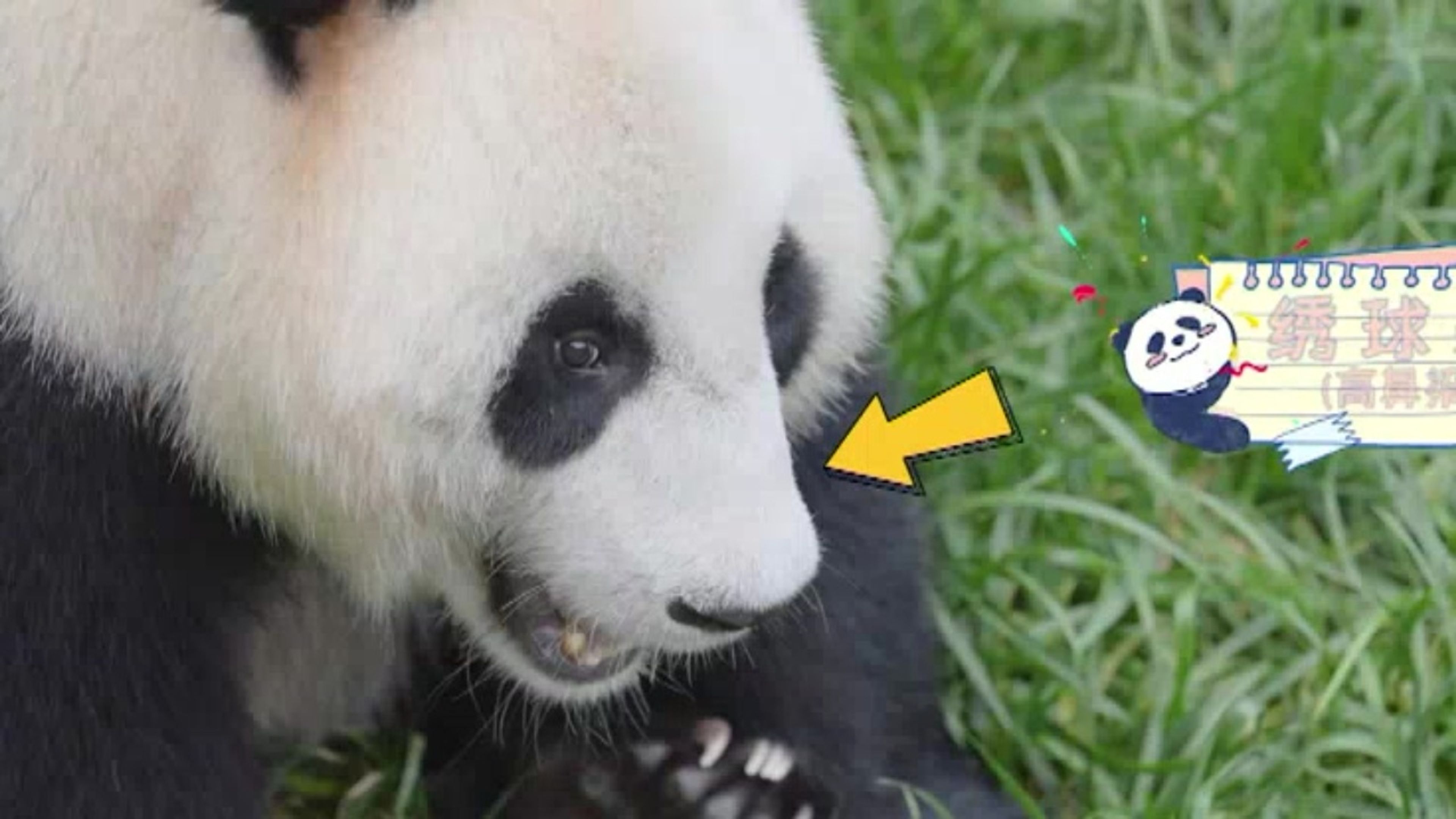 Grow up! Panda