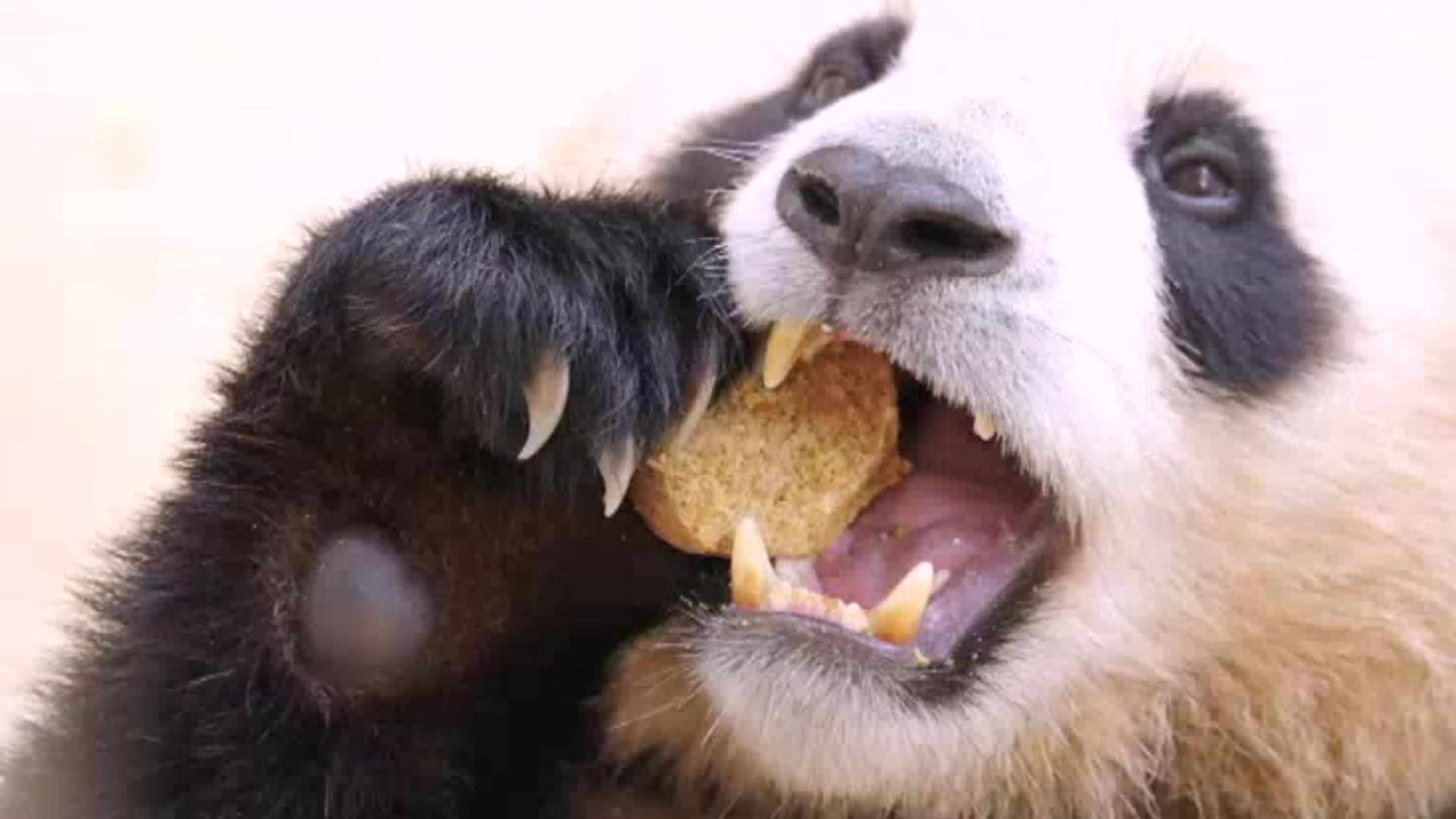 Grow up! Panda