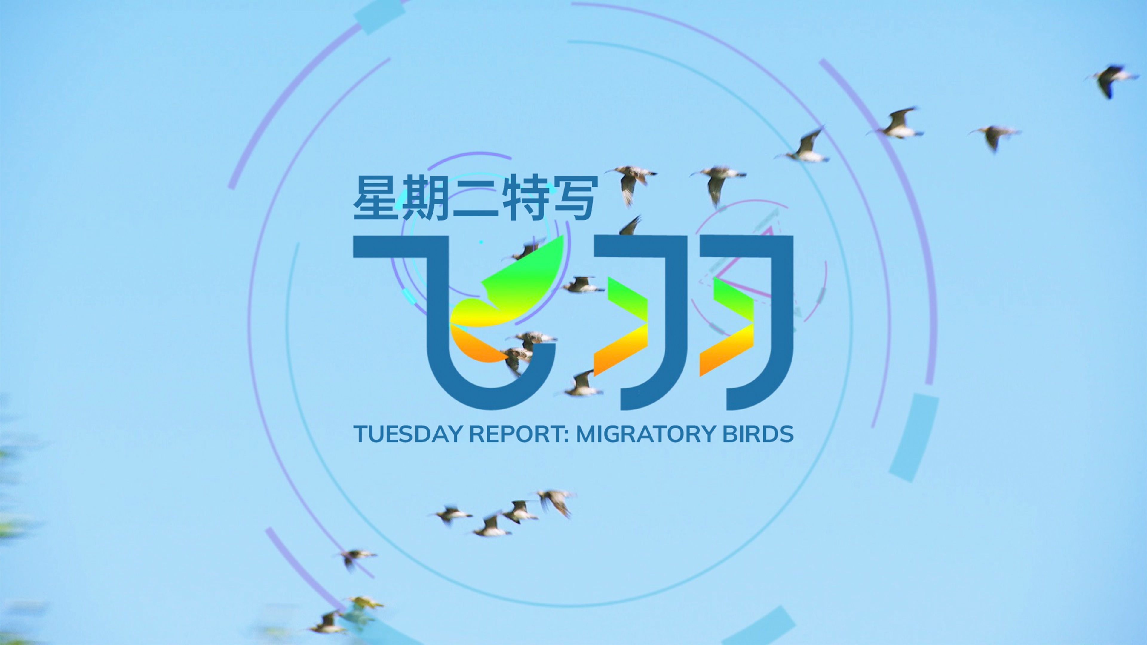 Tuesday Report: Migratory Birds