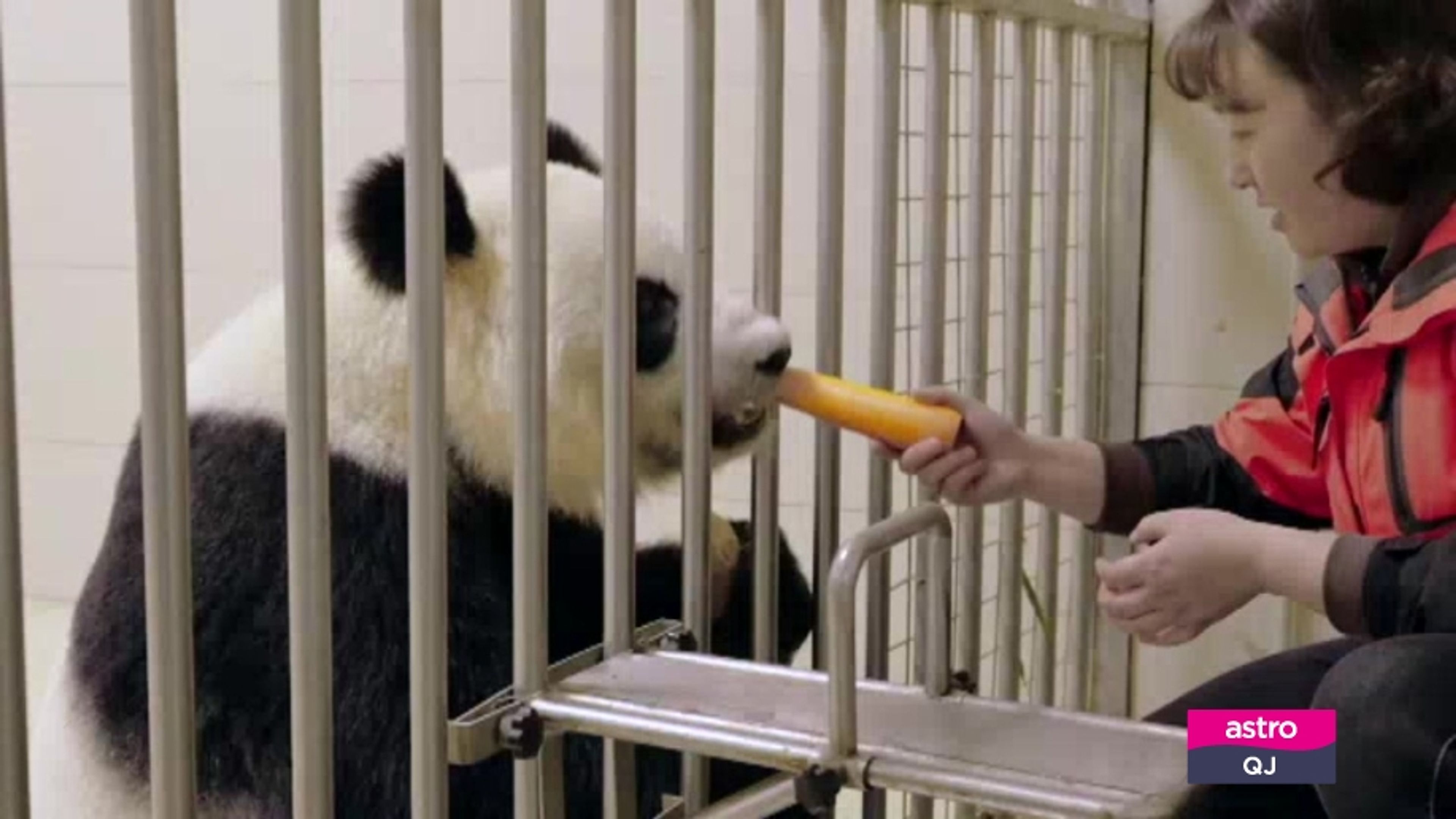 Grow up! Panda
