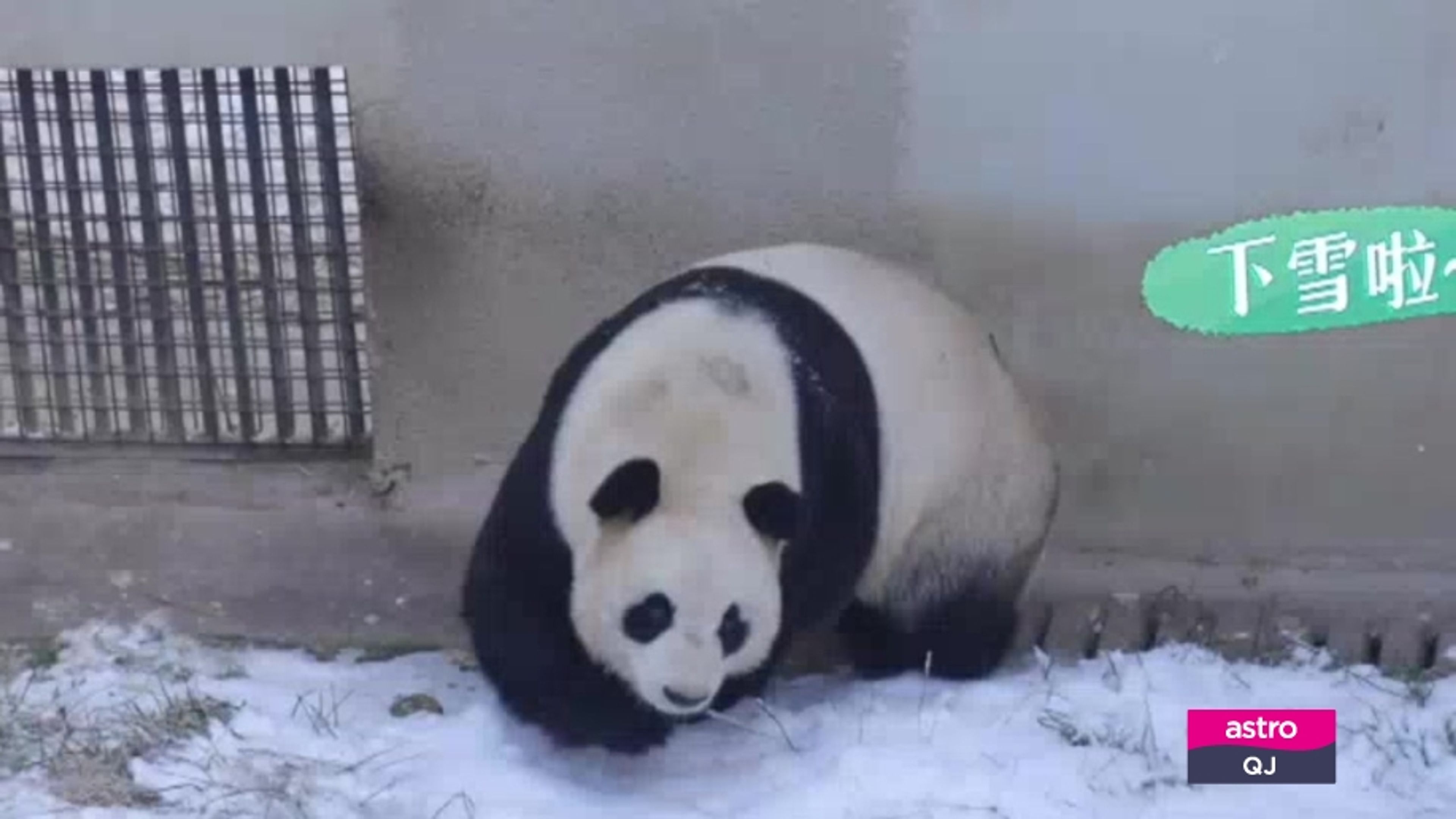 Grow up! Panda