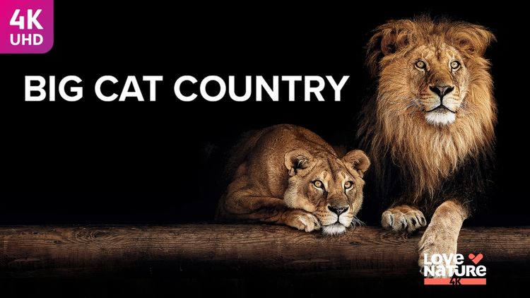 Big Cat Country