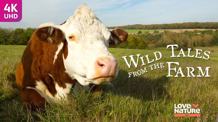 Wild Tales From the Farm