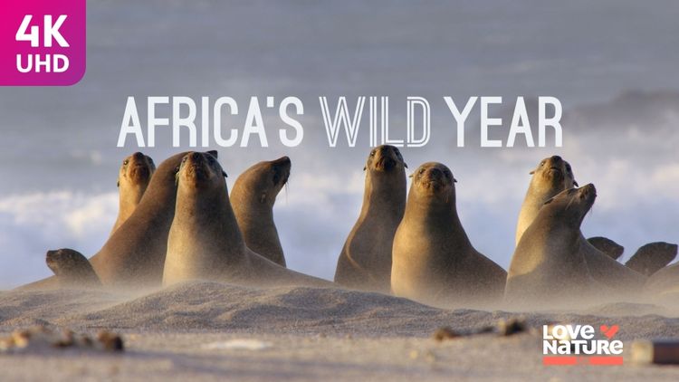 Africa's Wild Year