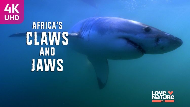 Africa's Claws & Jaws