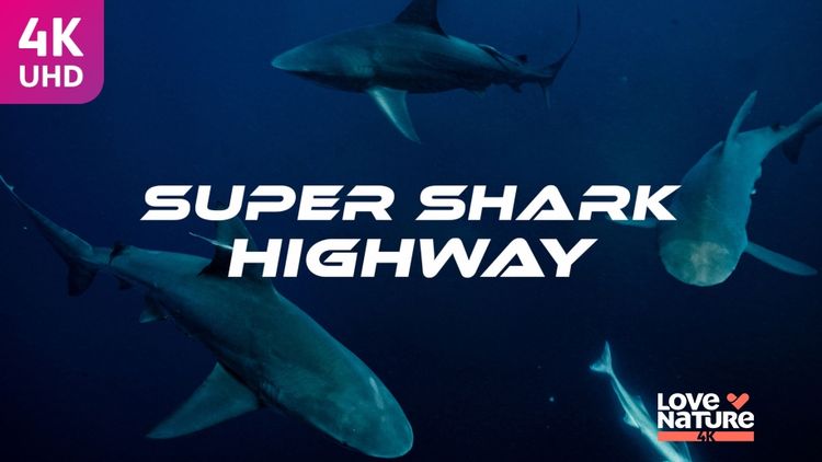 Super Shark Highway
