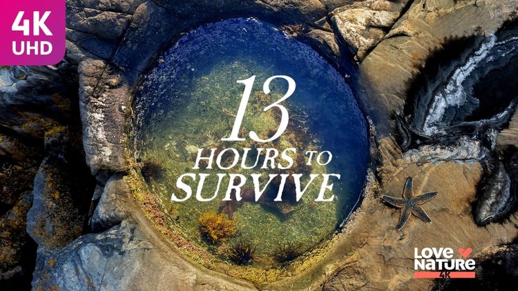 13 Hours to Survive