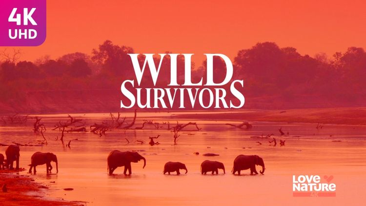 Wild Survivors