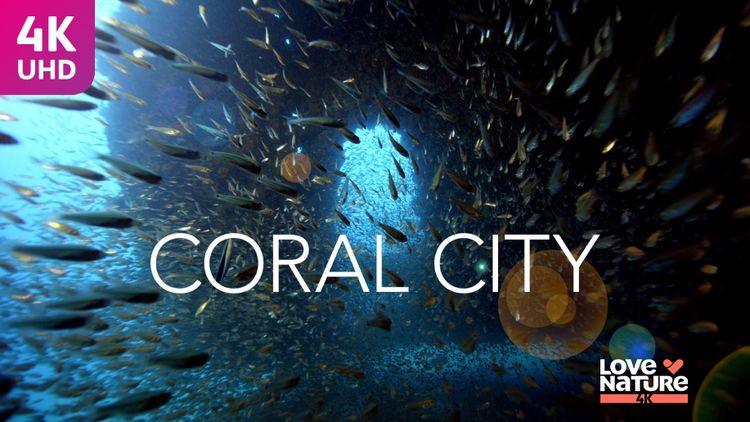 Coral City