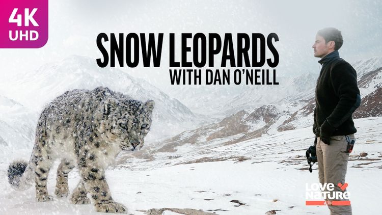 Snow Leopards with Dan O'Neill