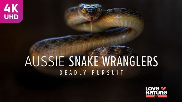 Aussie Snake Wranglers: Deadly Pursuit